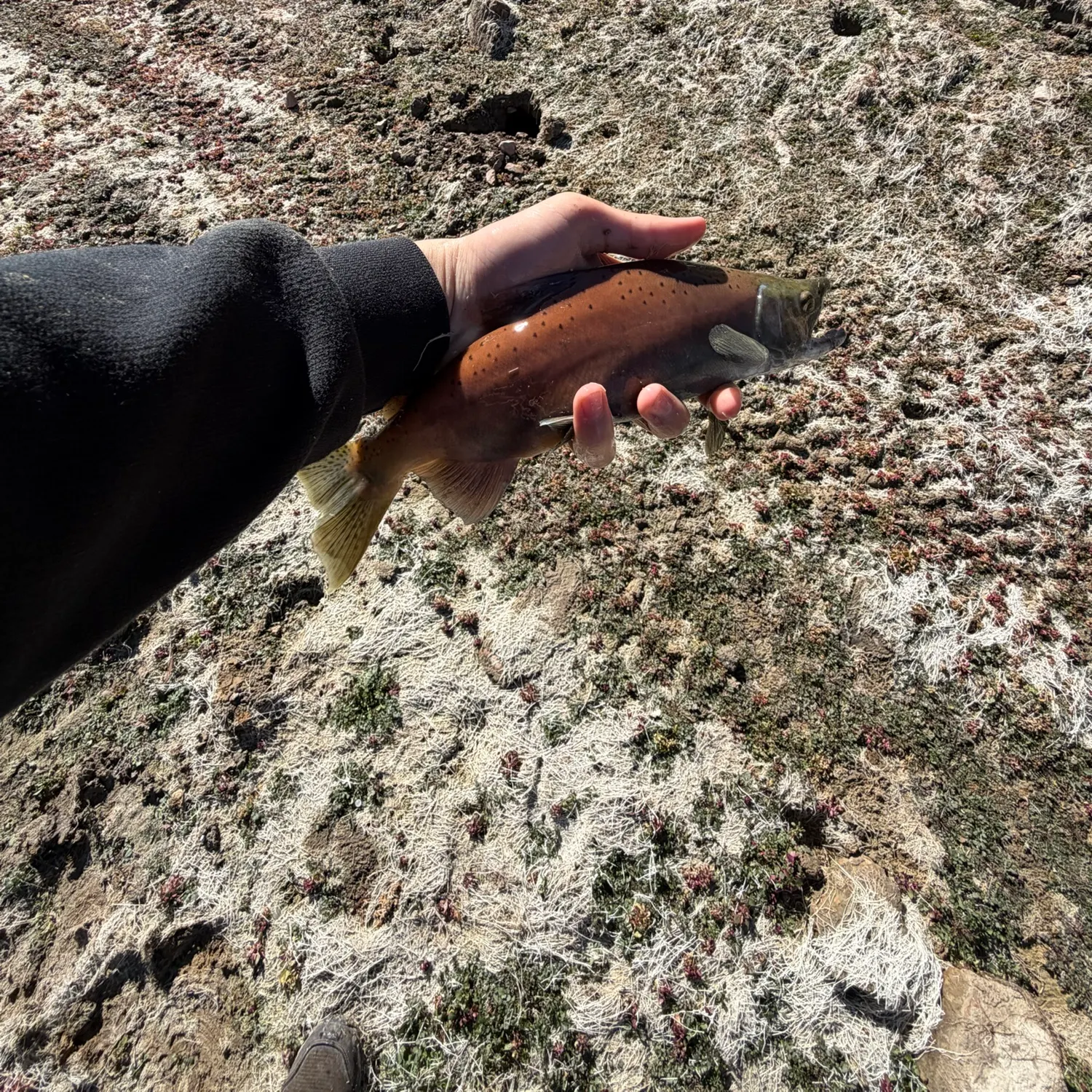 Kokanee salmon caught on Fishbrain