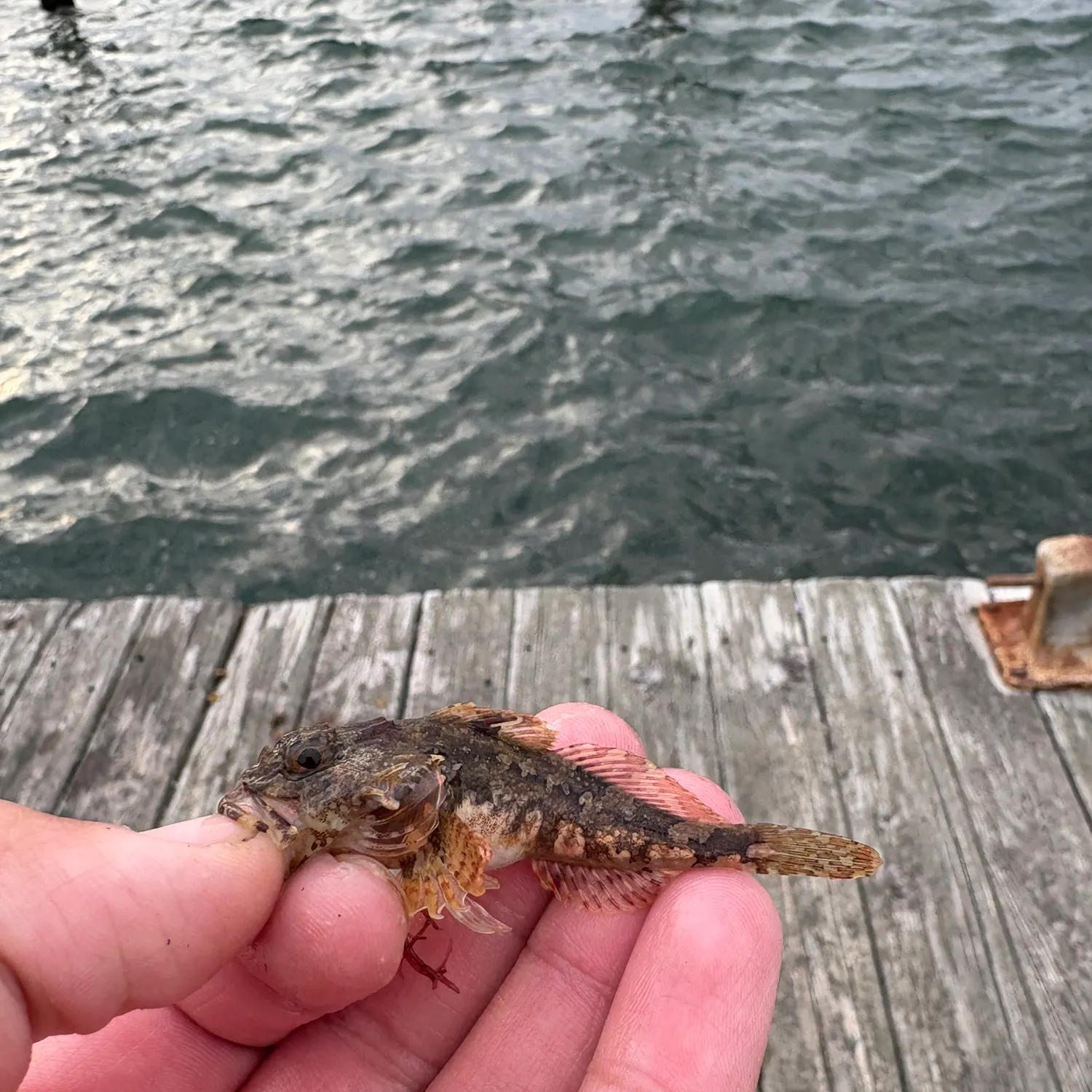 The most recent Grubby sculpin catches on Fishbrain