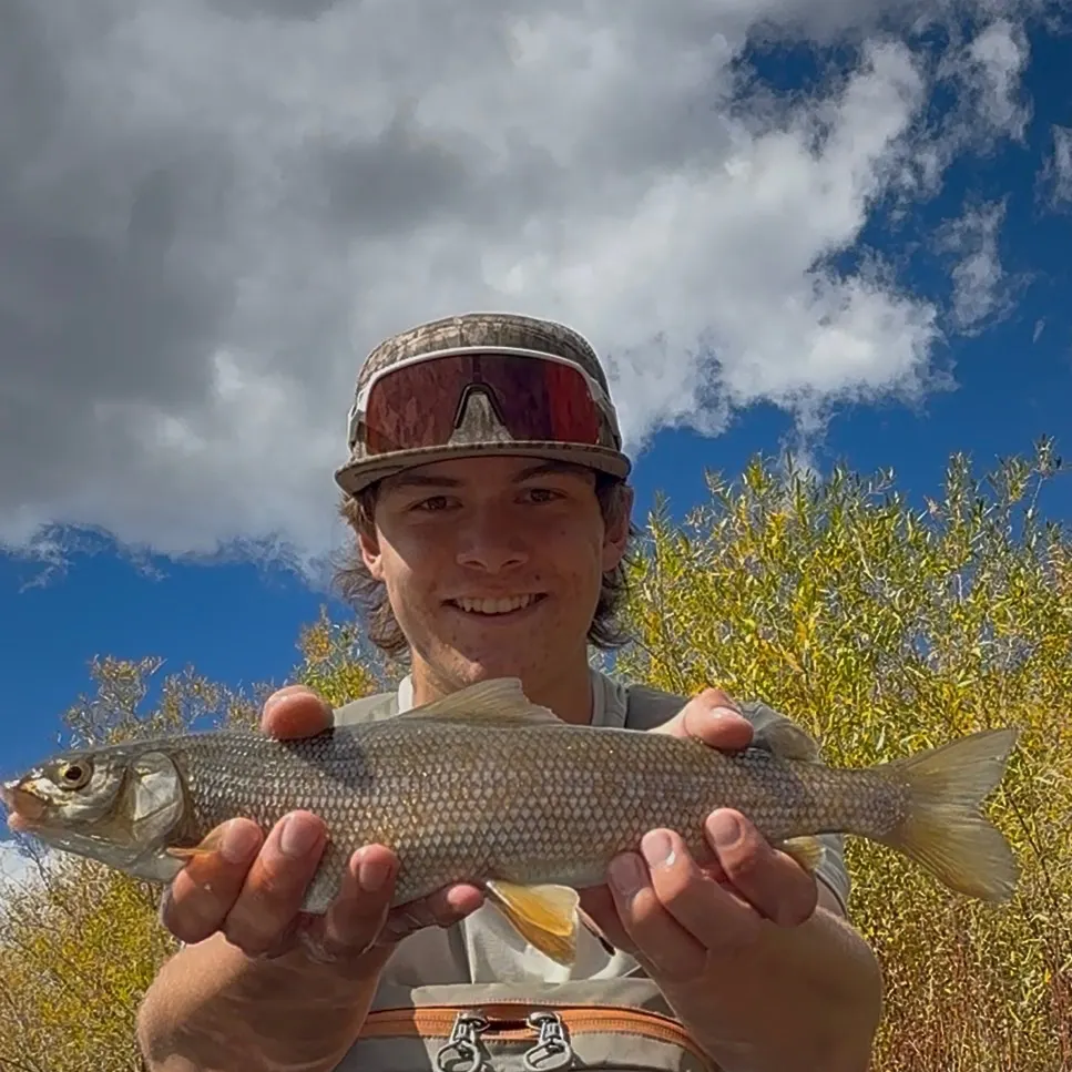 Mountain whitefish caught on Fishbrain