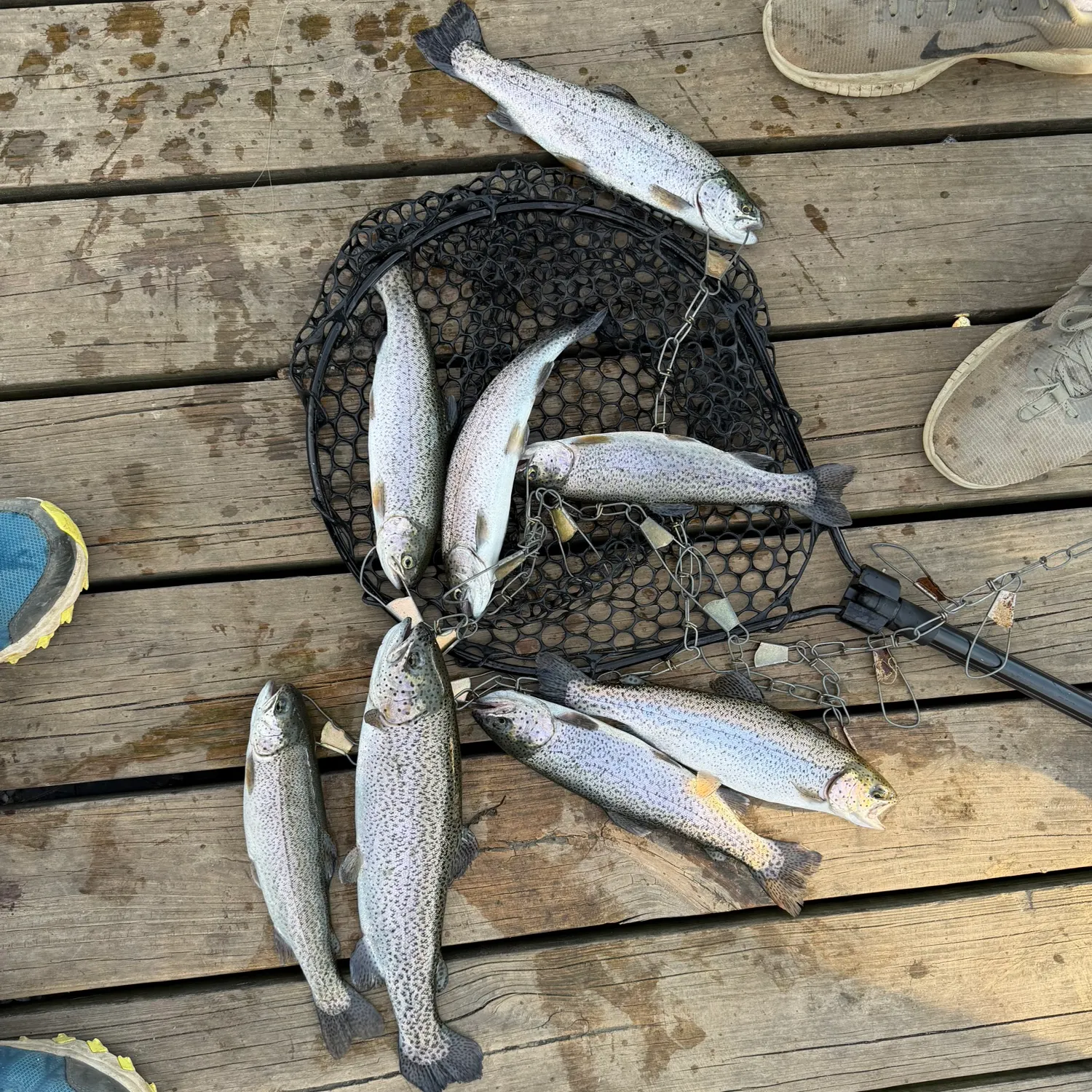 recently logged catches