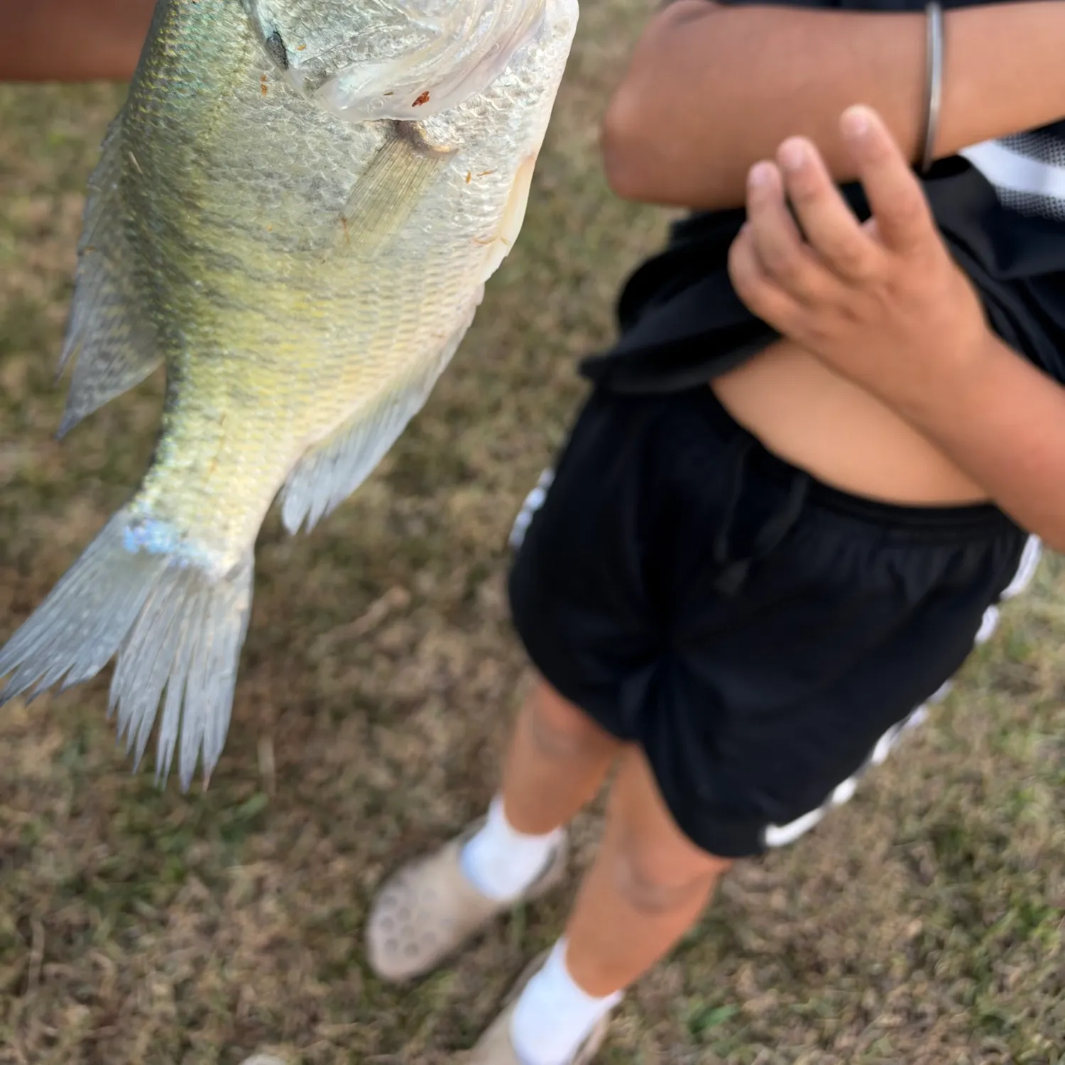 White crappie caught on Fishbrain