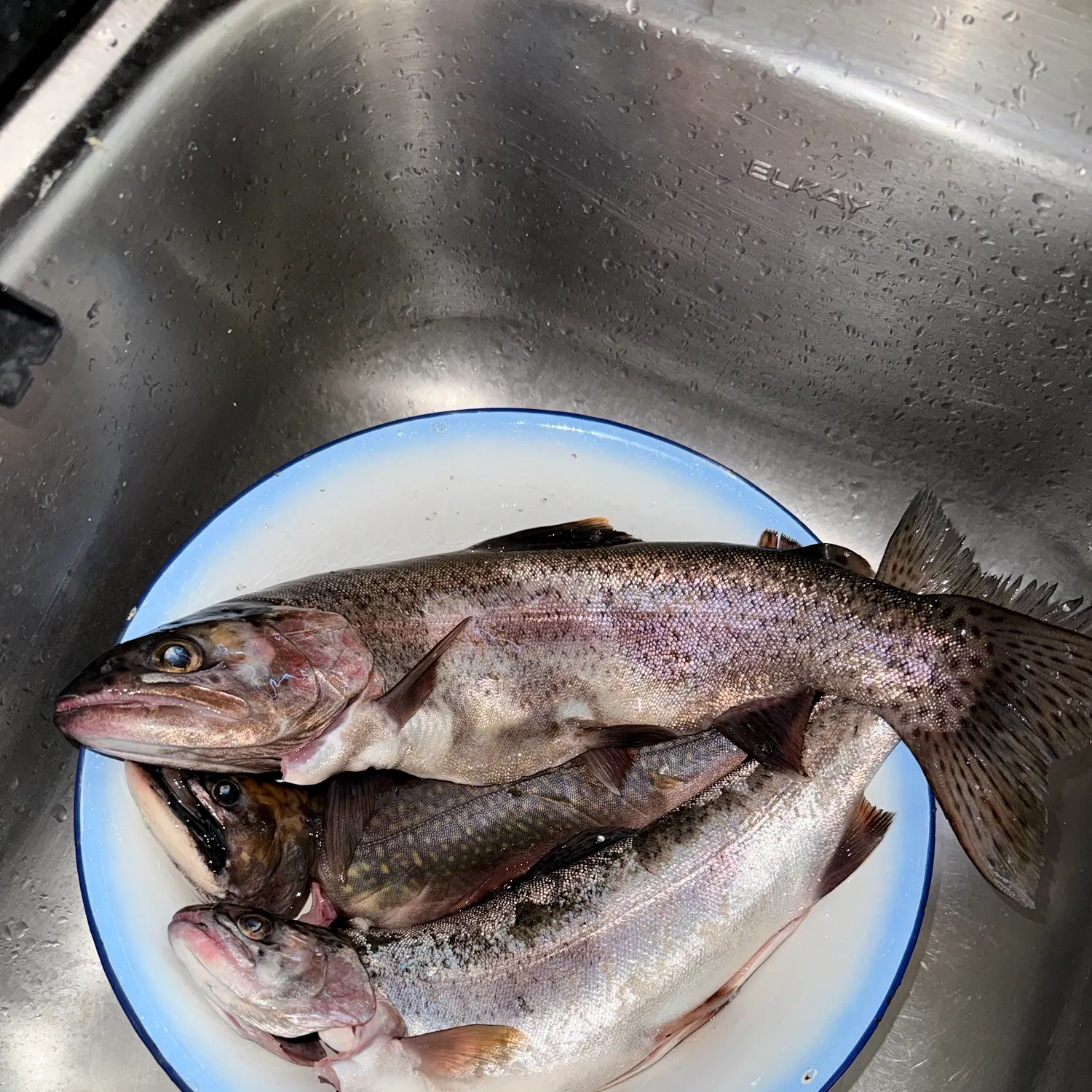 Rainbow trout caught on Fishbrain