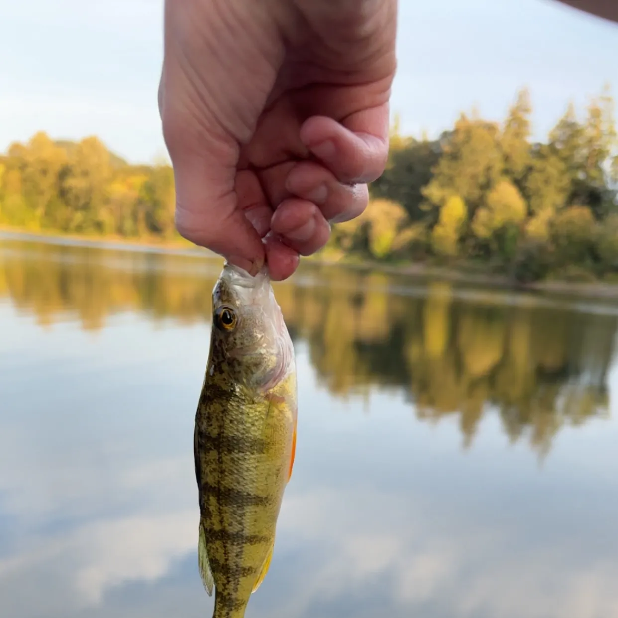 Yellow perch caught on Fishbrain