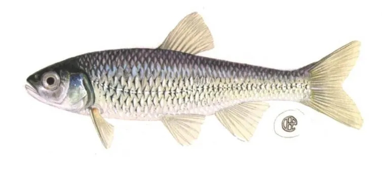 Baitfish