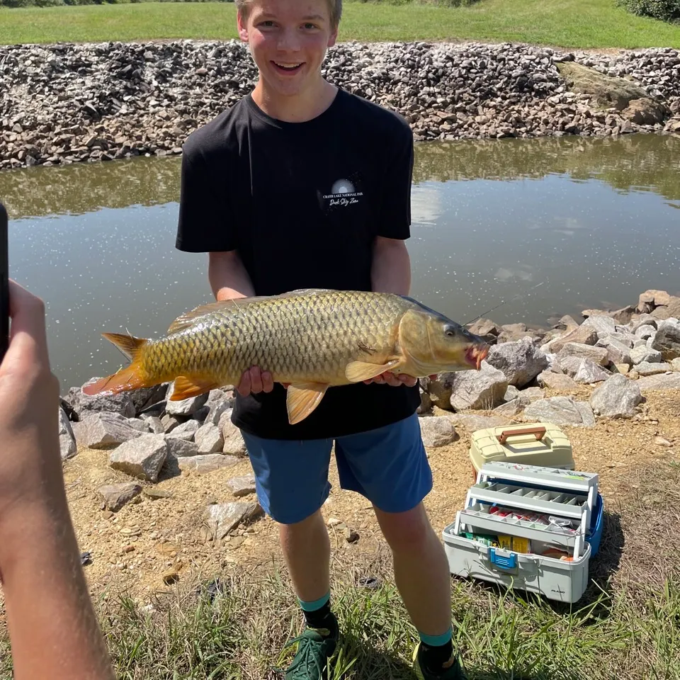Common carp caught on Fishbrain