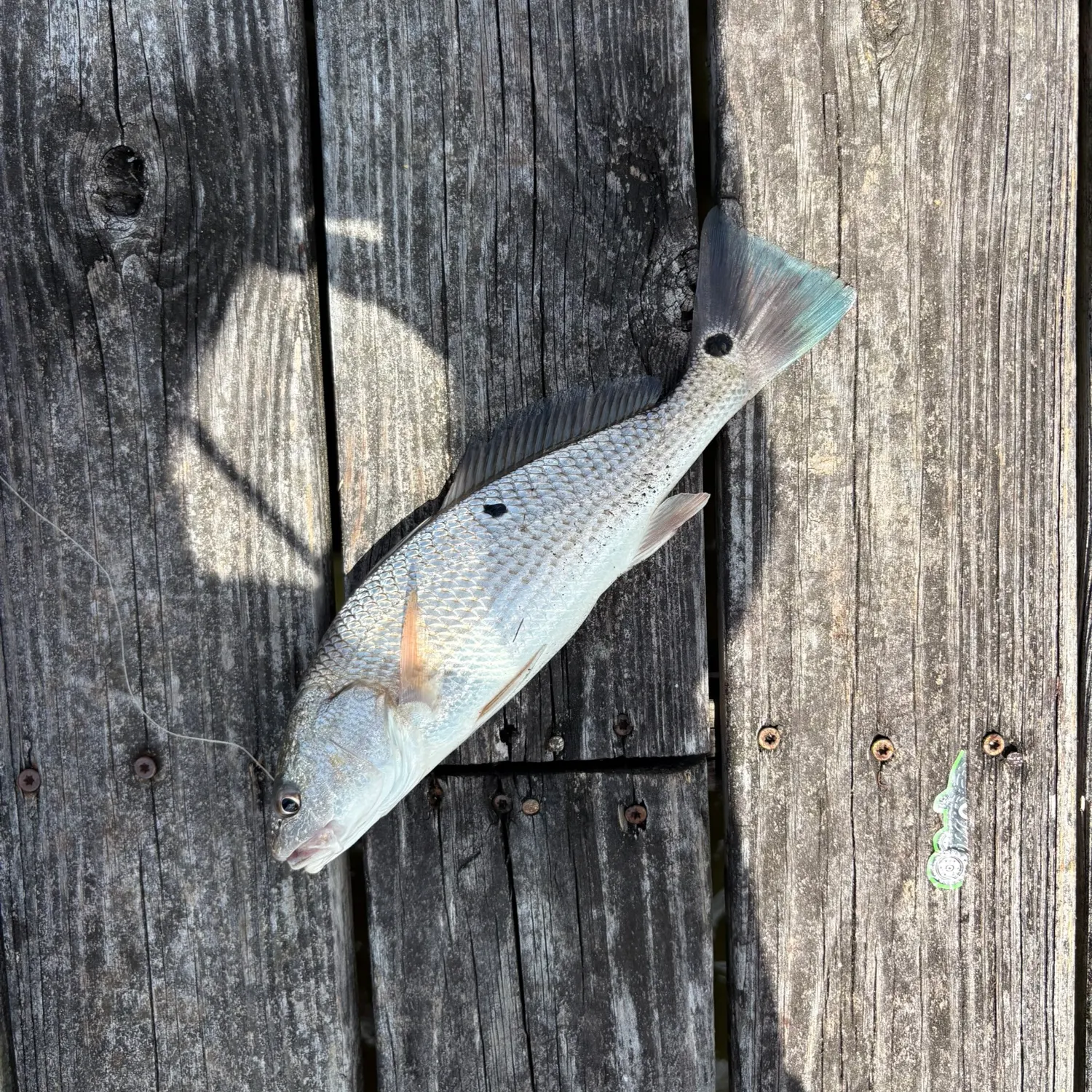 Red drum caught on Fishbrain