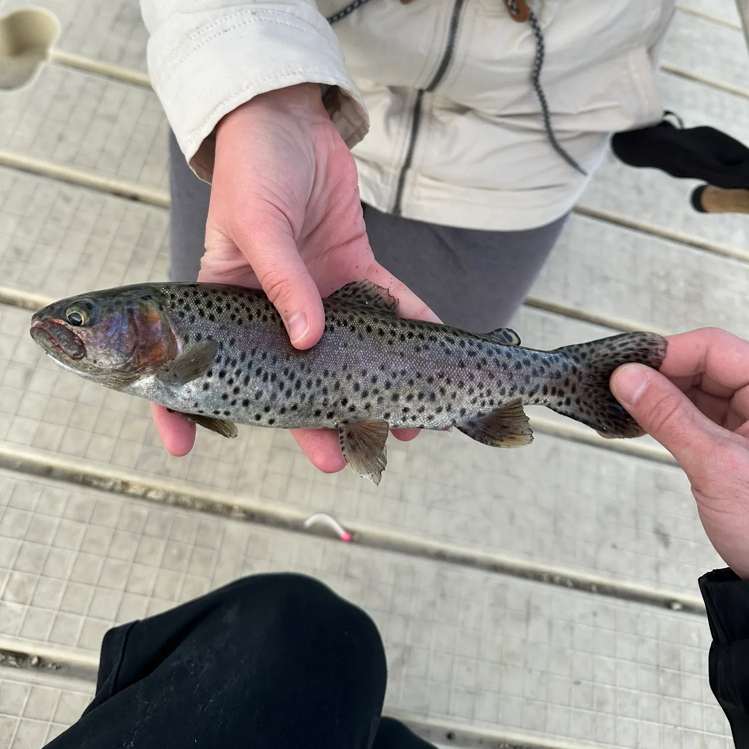 The most recent Cutbow catches on Fishbrain