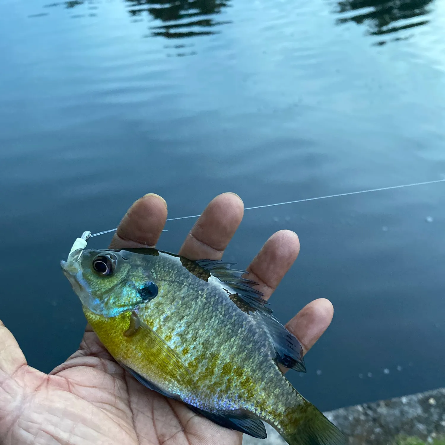 Bluegill caught on Fishbrain