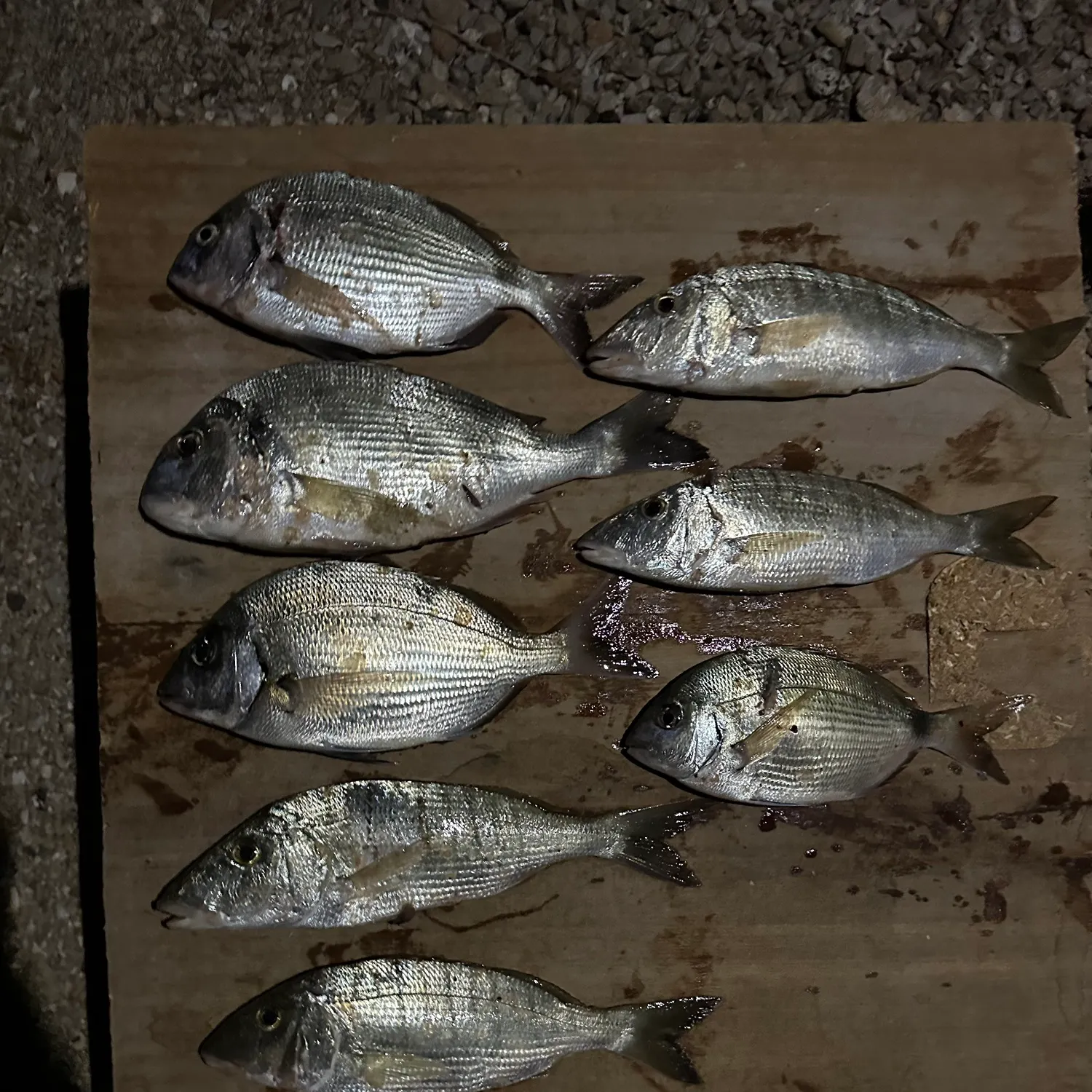 recently logged catches