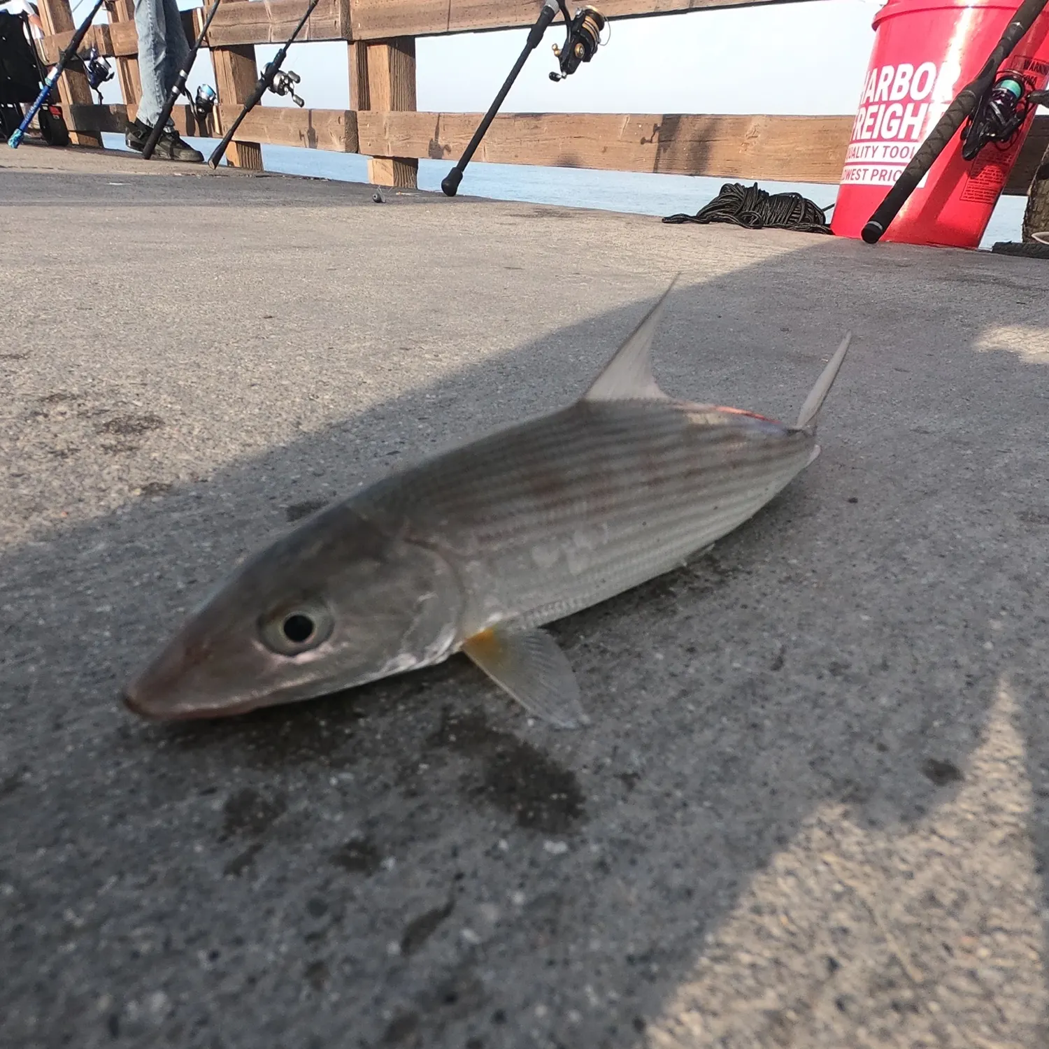 The most recent West Atlantic bonefish catches on Fishbrain