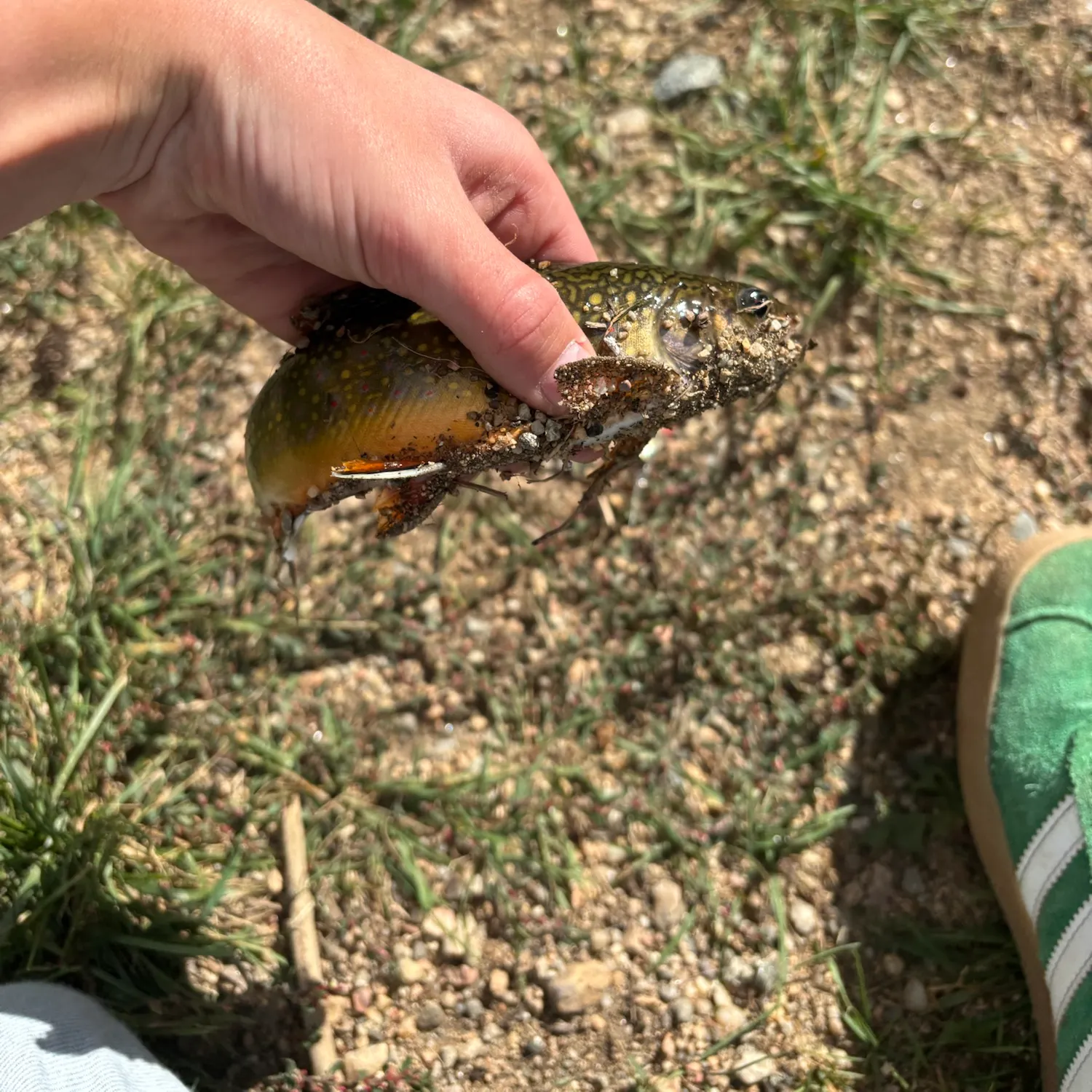Brook trout caught on Fishbrain
