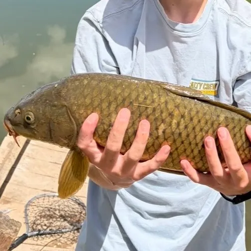 Common carp caught on Fishbrain
