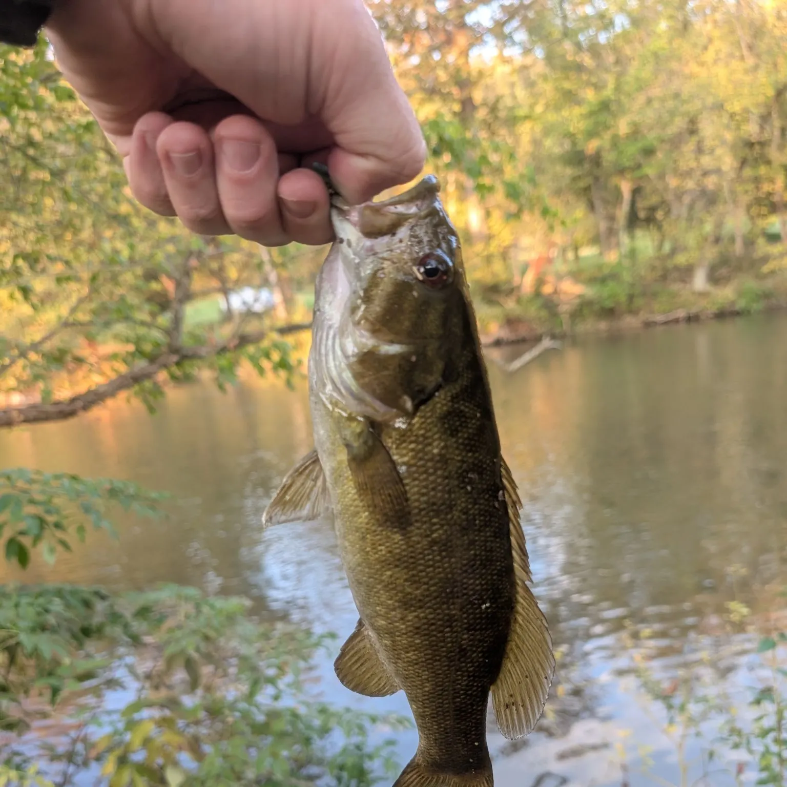 Smallmouth bass caught on Fishbrain