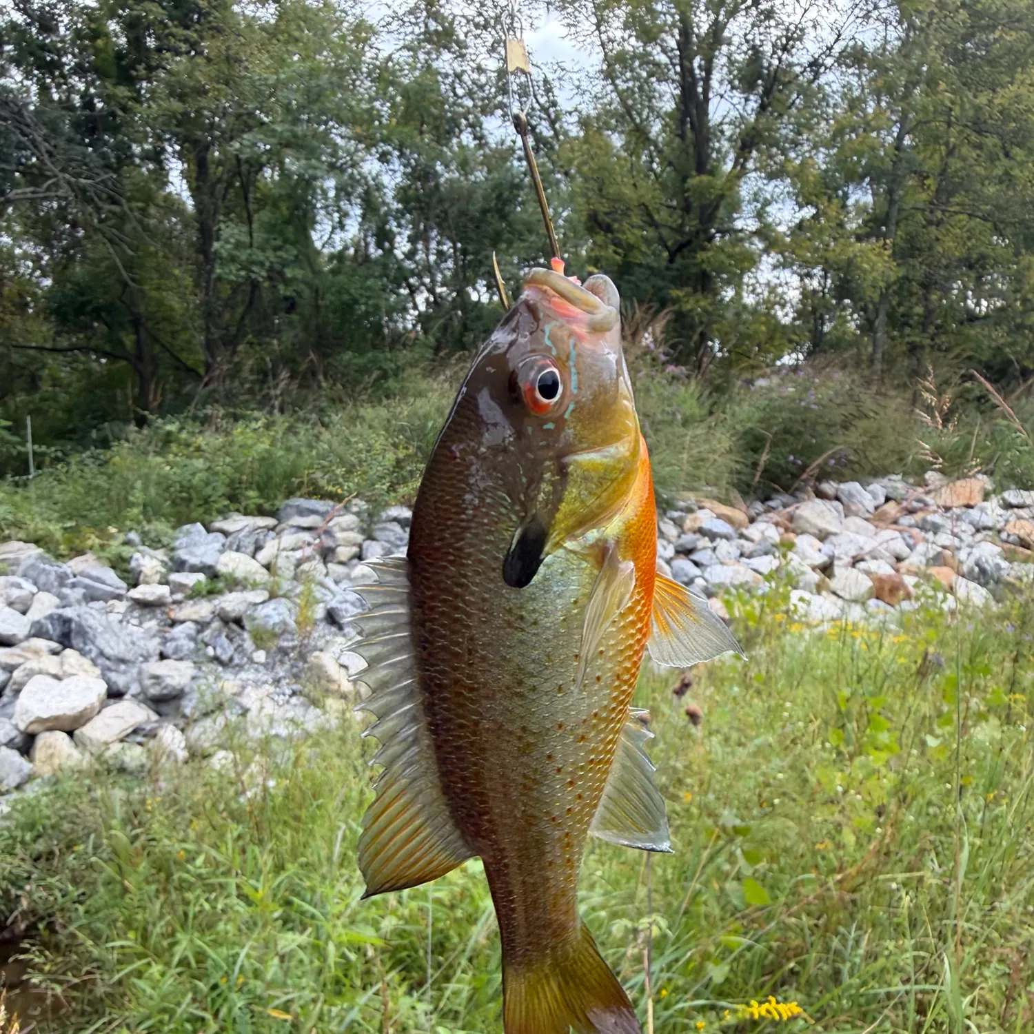 Redbreast sunfish caught on Fishbrain