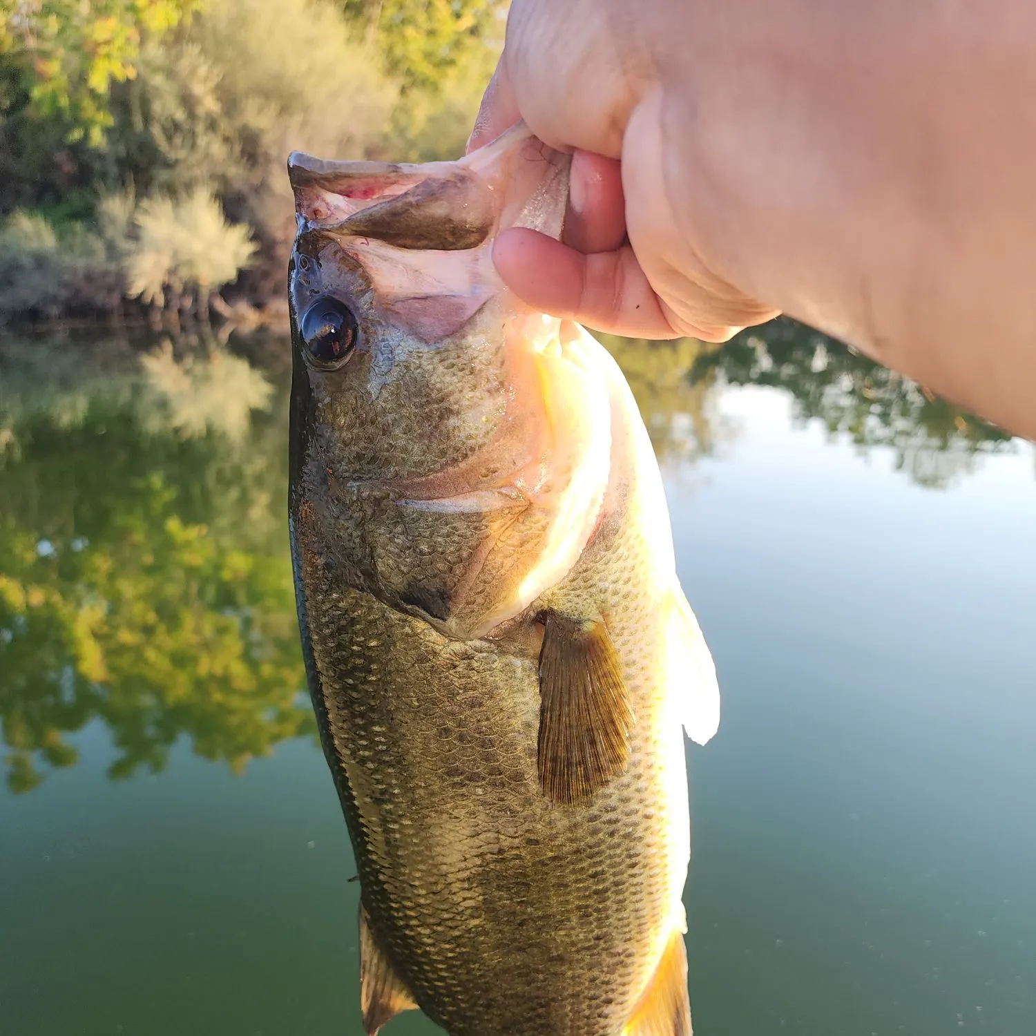 Largemouth bass caught on Fishbrain