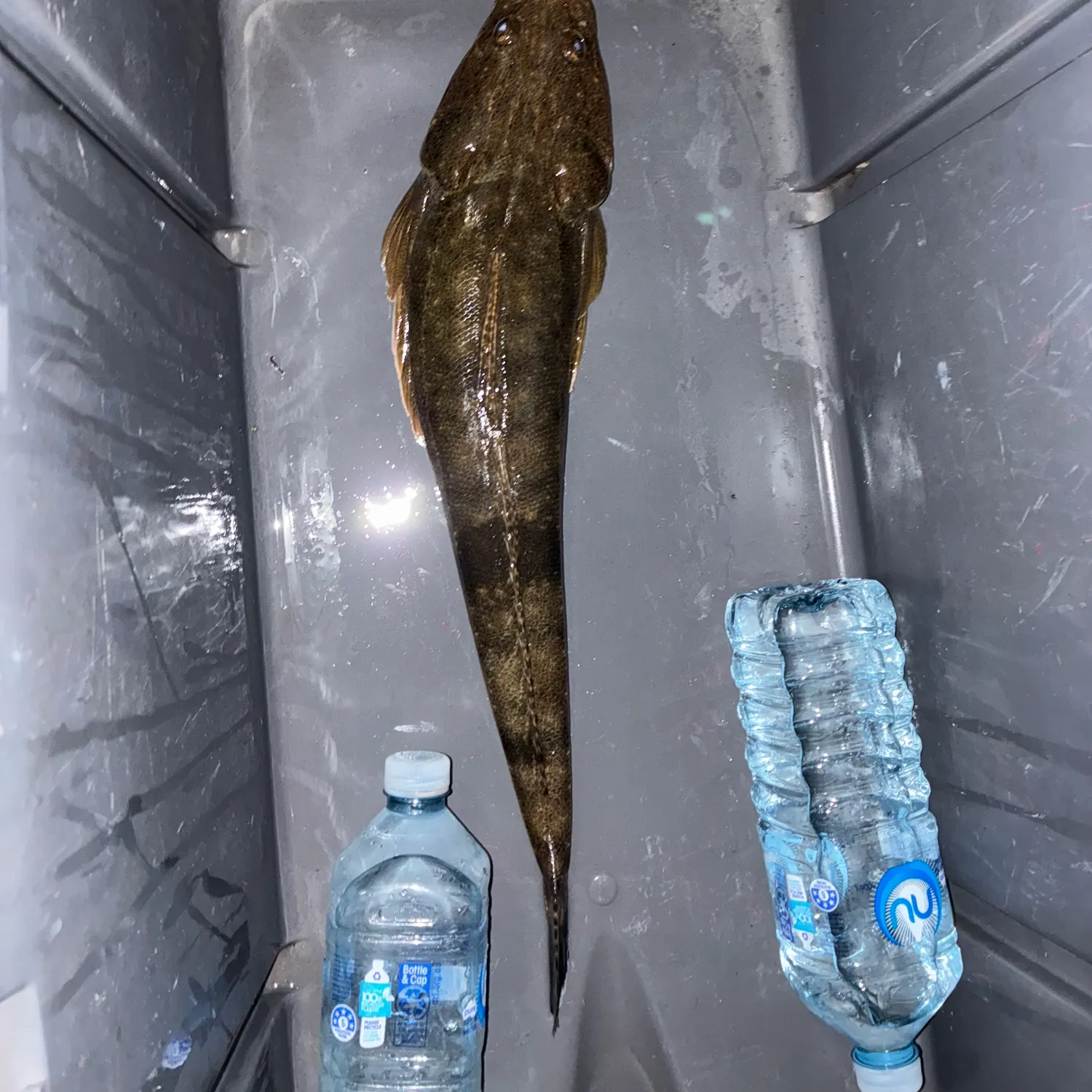 The most recent Dusky flathead catches on Fishbrain