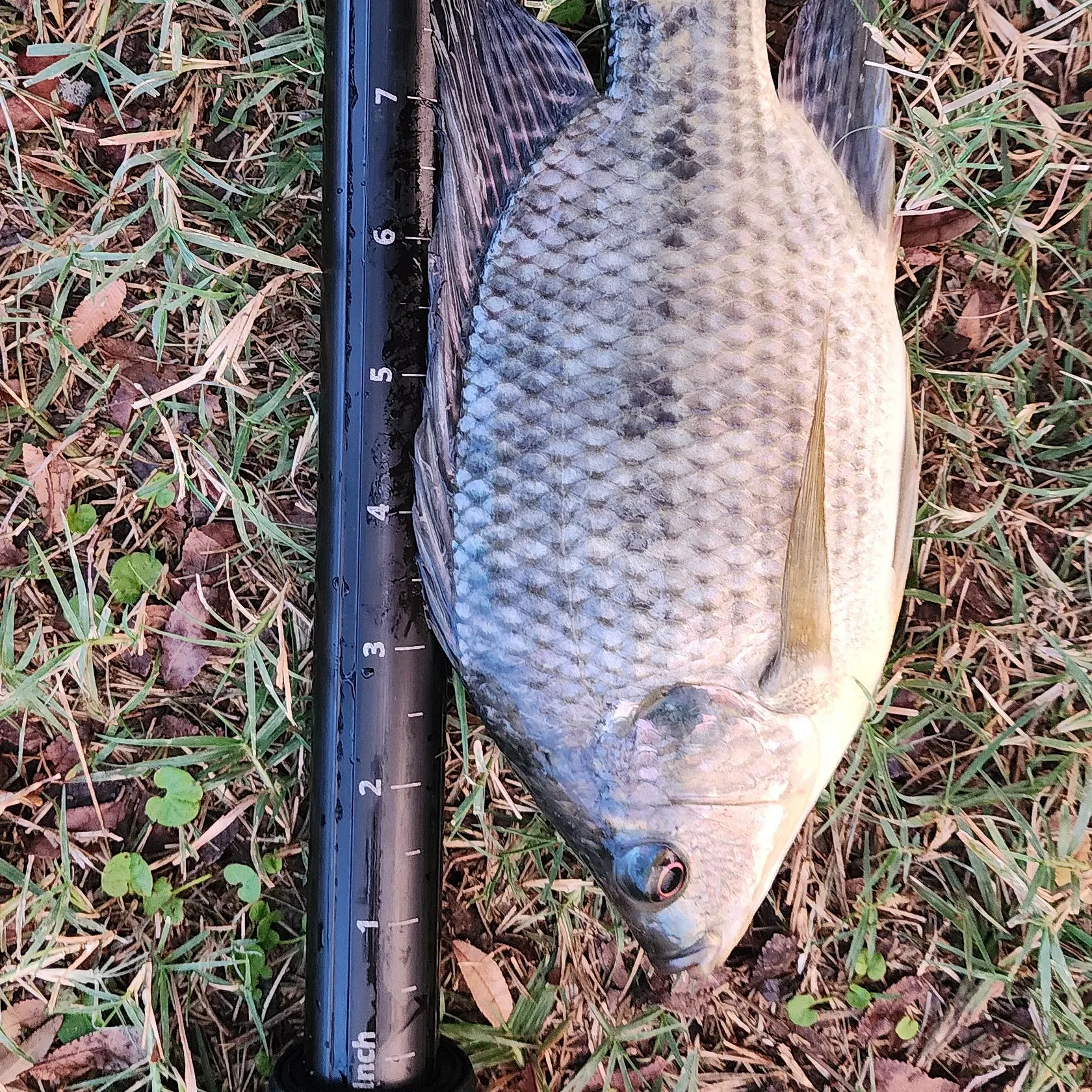 Nile tilapia caught on Fishbrain