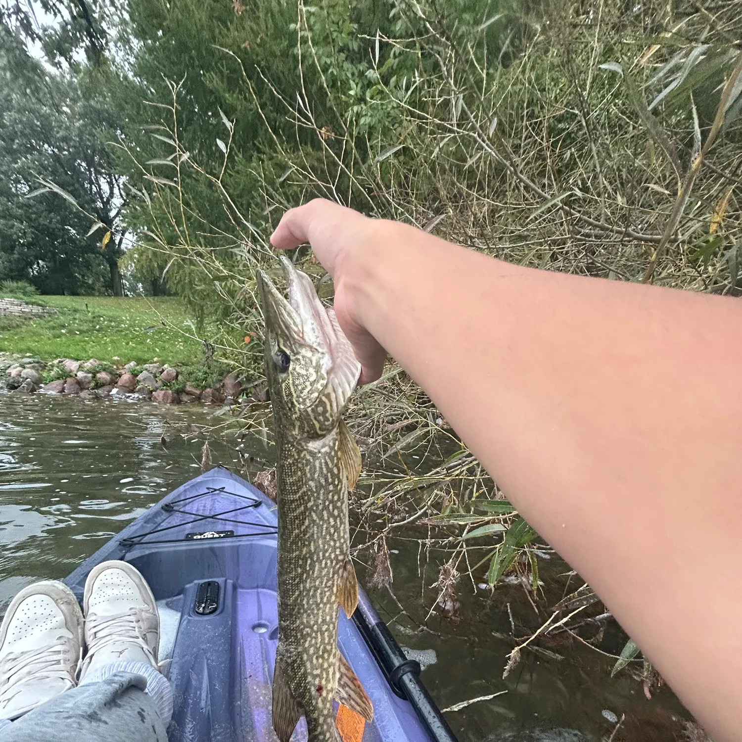 Northern pike caught on Fishbrain