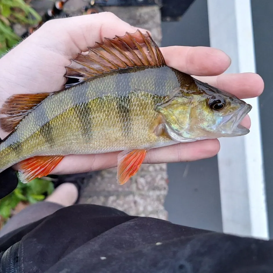 European perch caught on Fishbrain