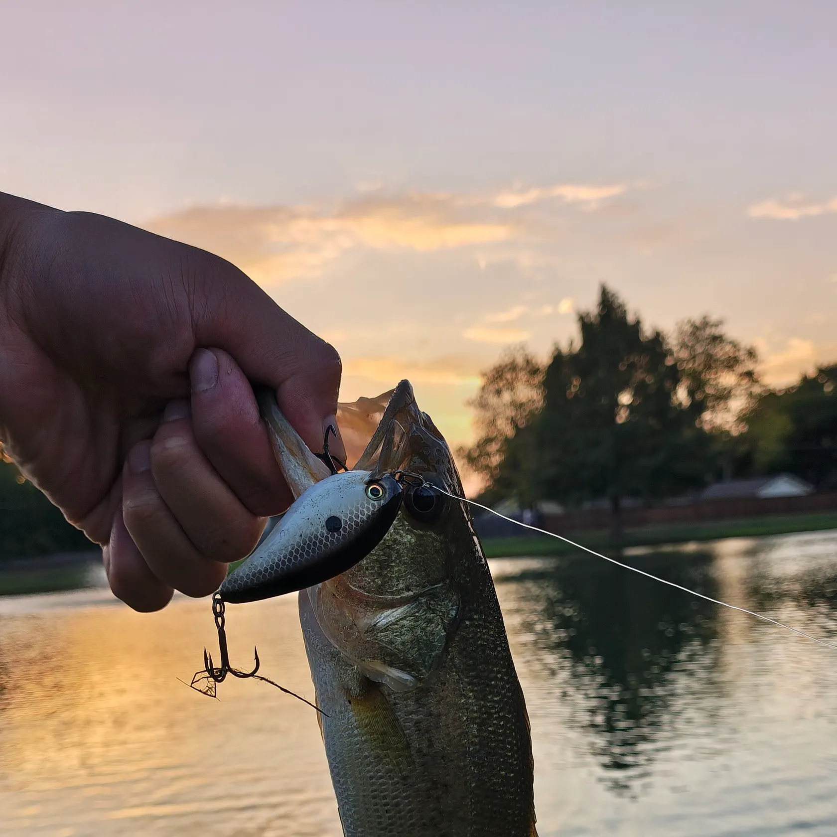 Largemouth bass caught on Fishbrain