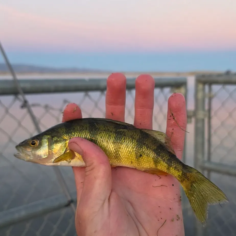 Yellow perch caught on Fishbrain