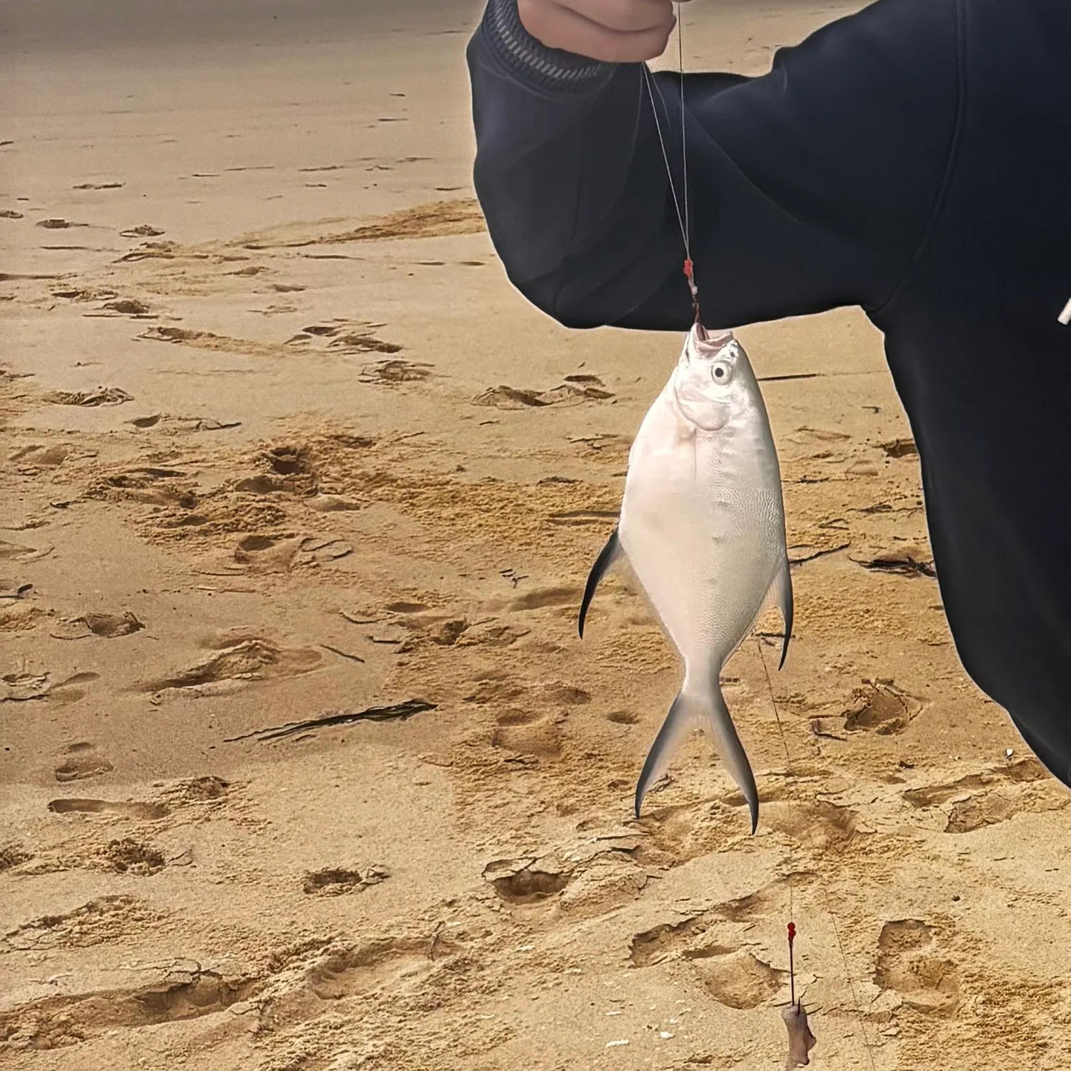 The most recent Common silver-biddy catches on Fishbrain