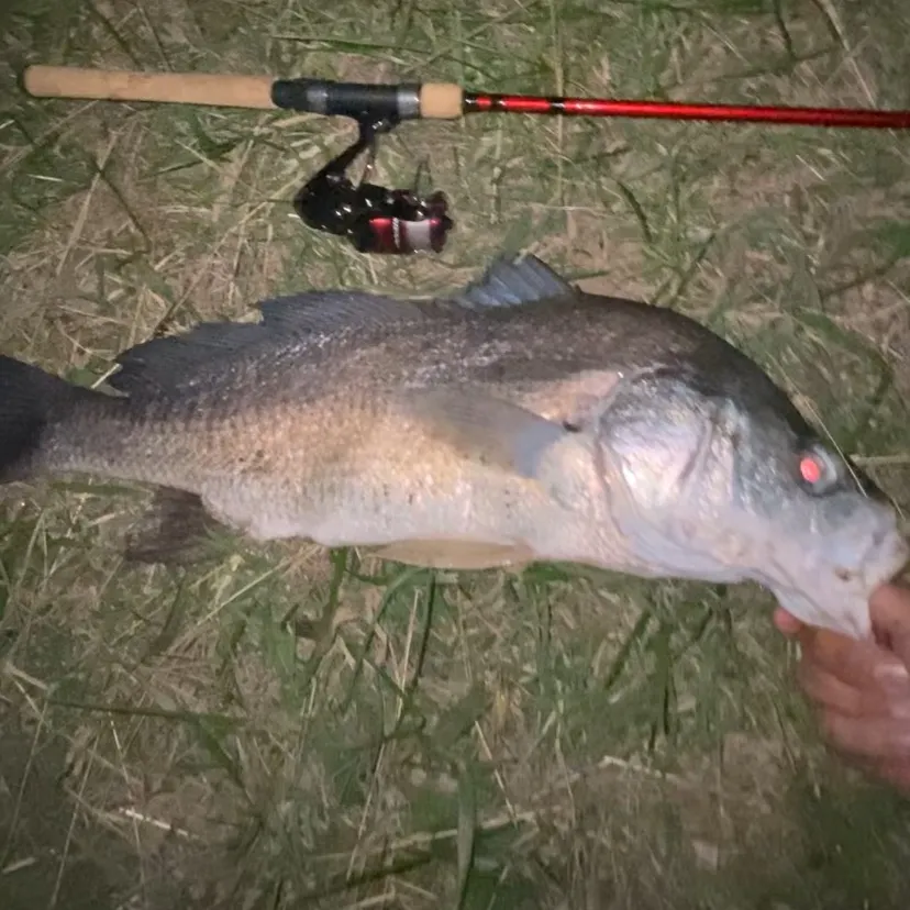 Freshwater drum caught on Fishbrain