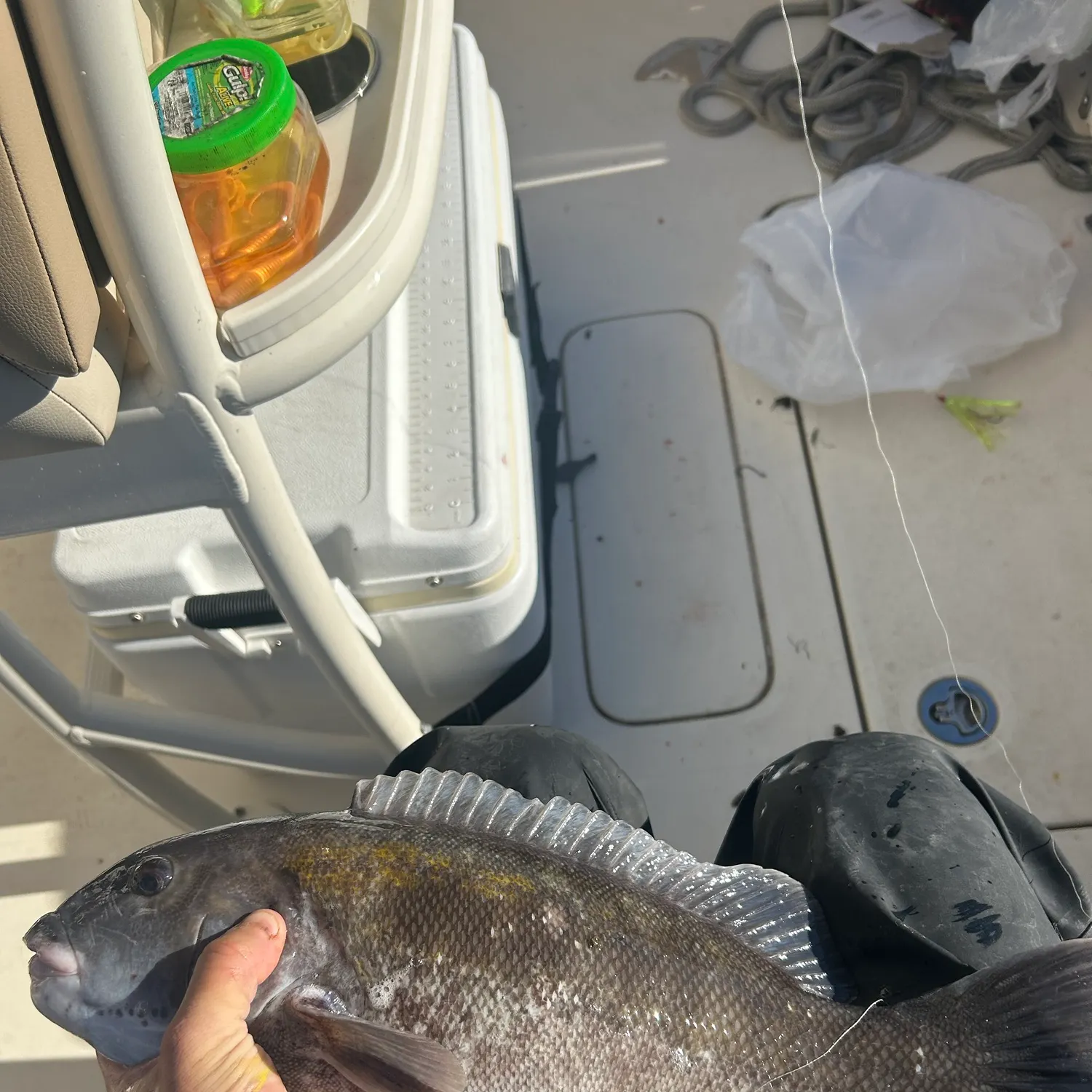 Tautog caught on Fishbrain