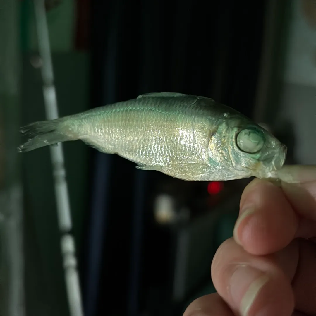 The most recent Dotted gizzard shad catches on Fishbrain