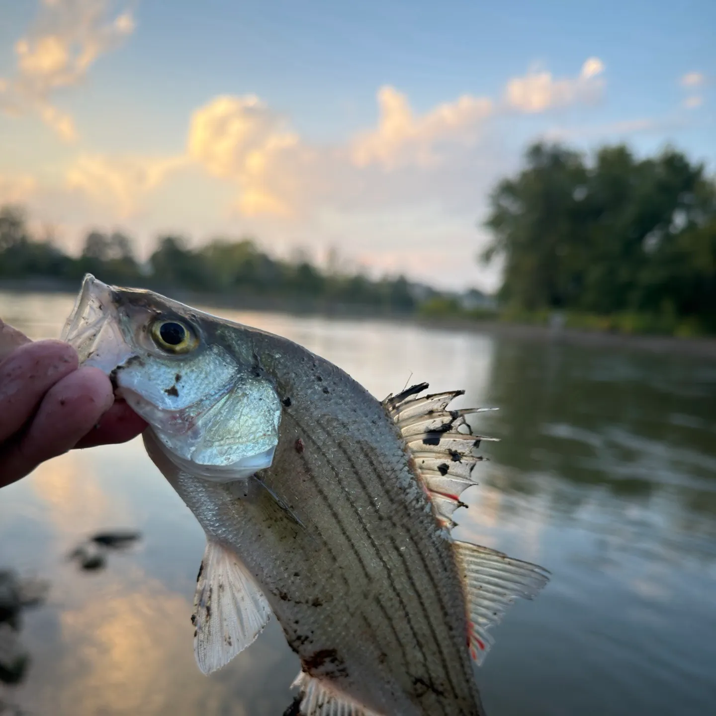 White bass caught on Fishbrain