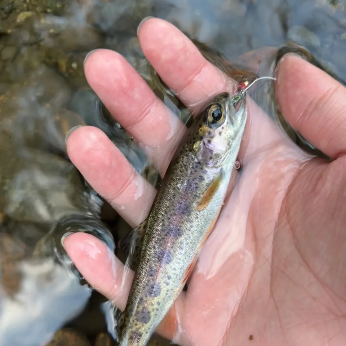 Rainbow trout caught on Fishbrain