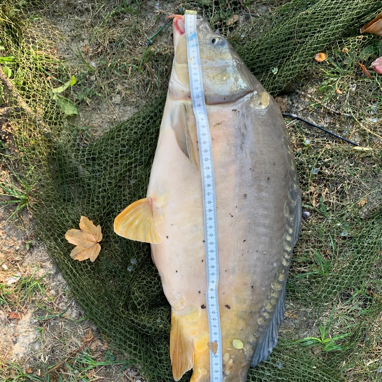 Leather carp caught on Fishbrain