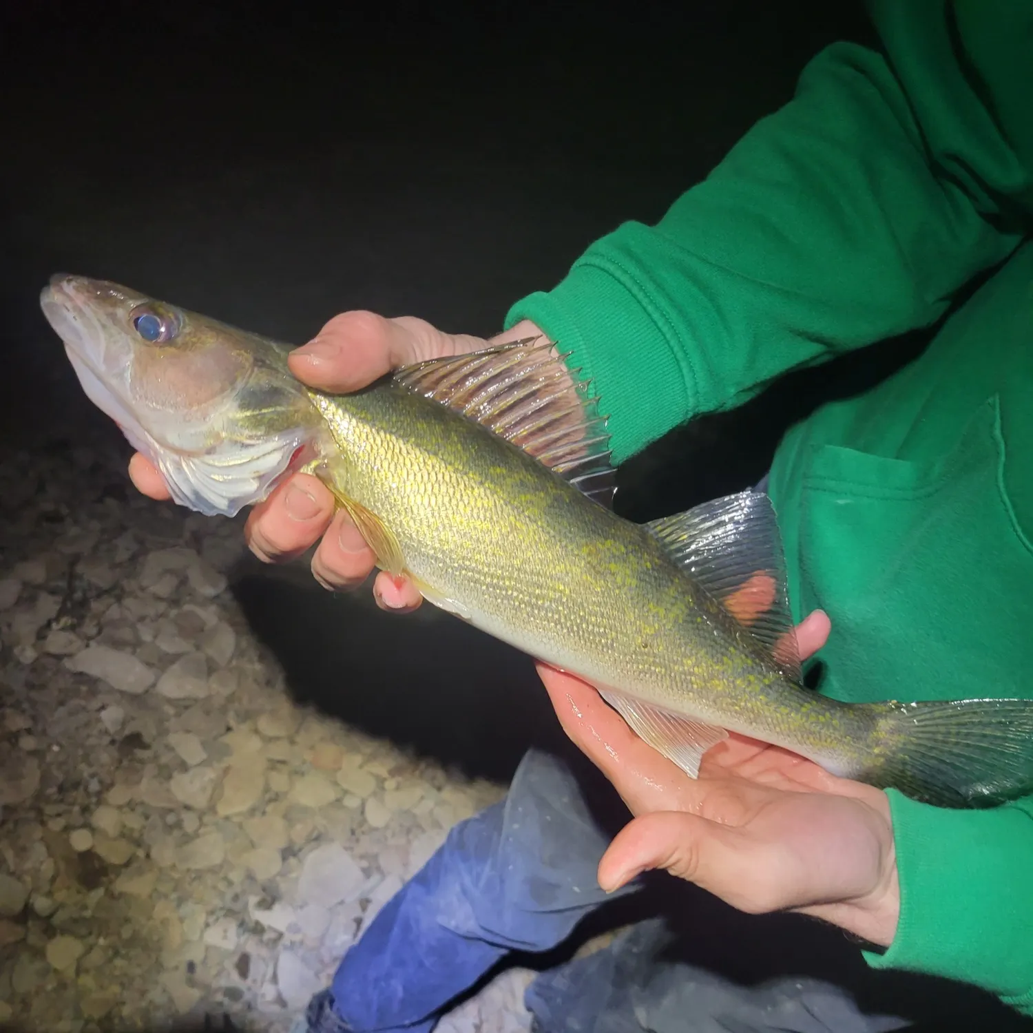 Walleye caught on Fishbrain