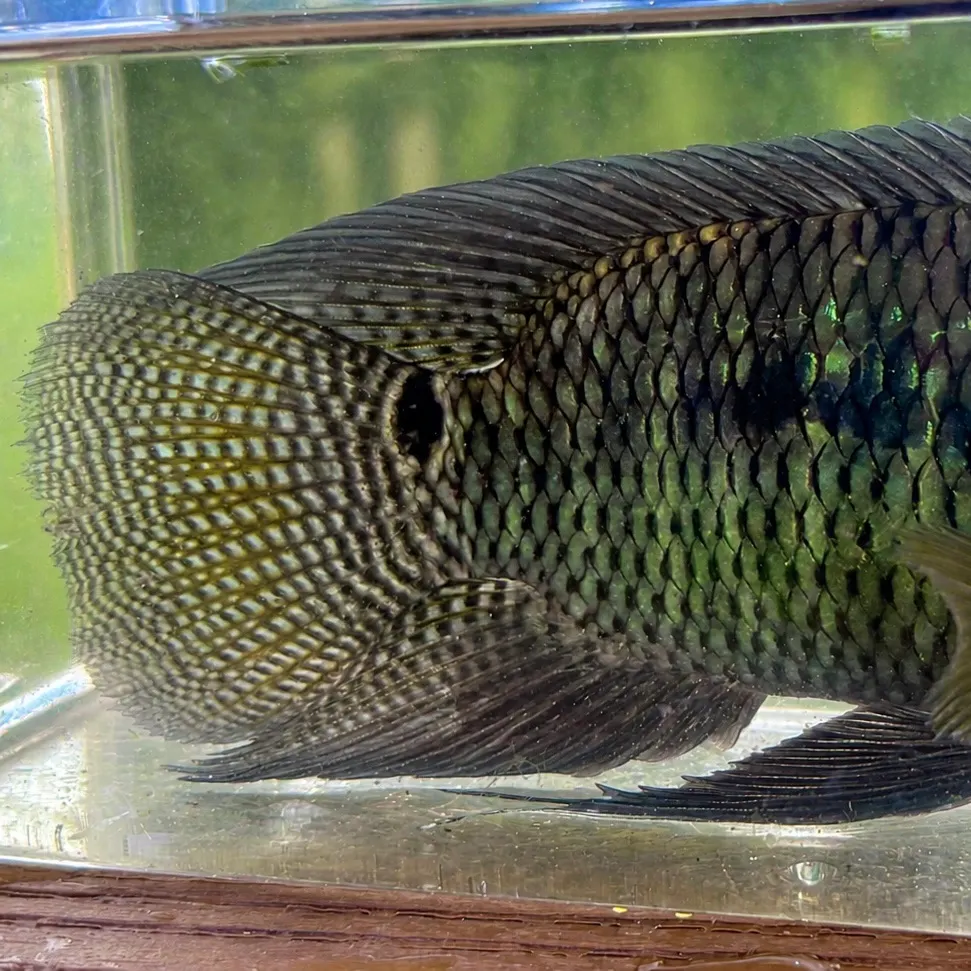 The most recent Chanchita catches on Fishbrain