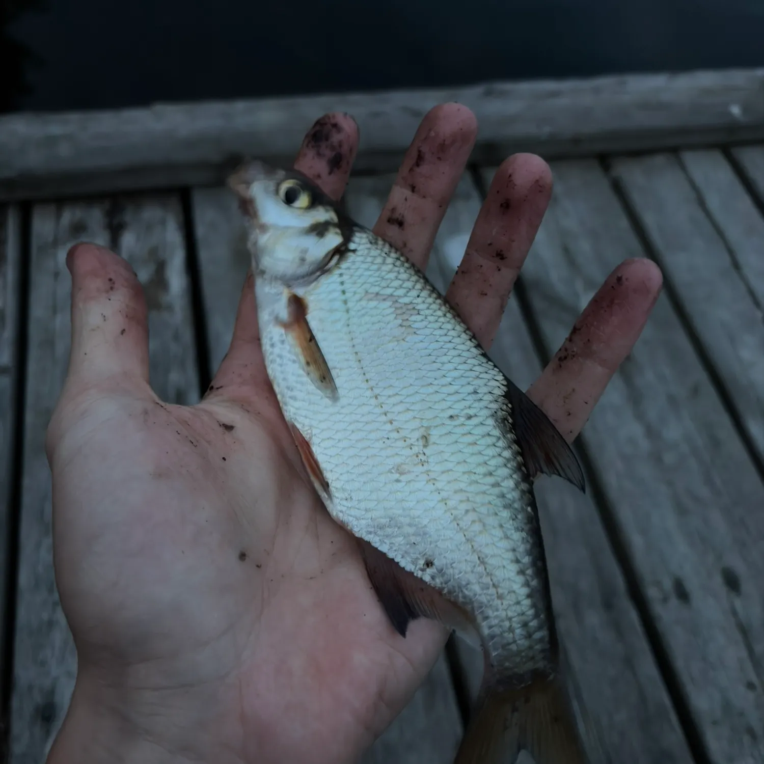 Common roach caught on Fishbrain
