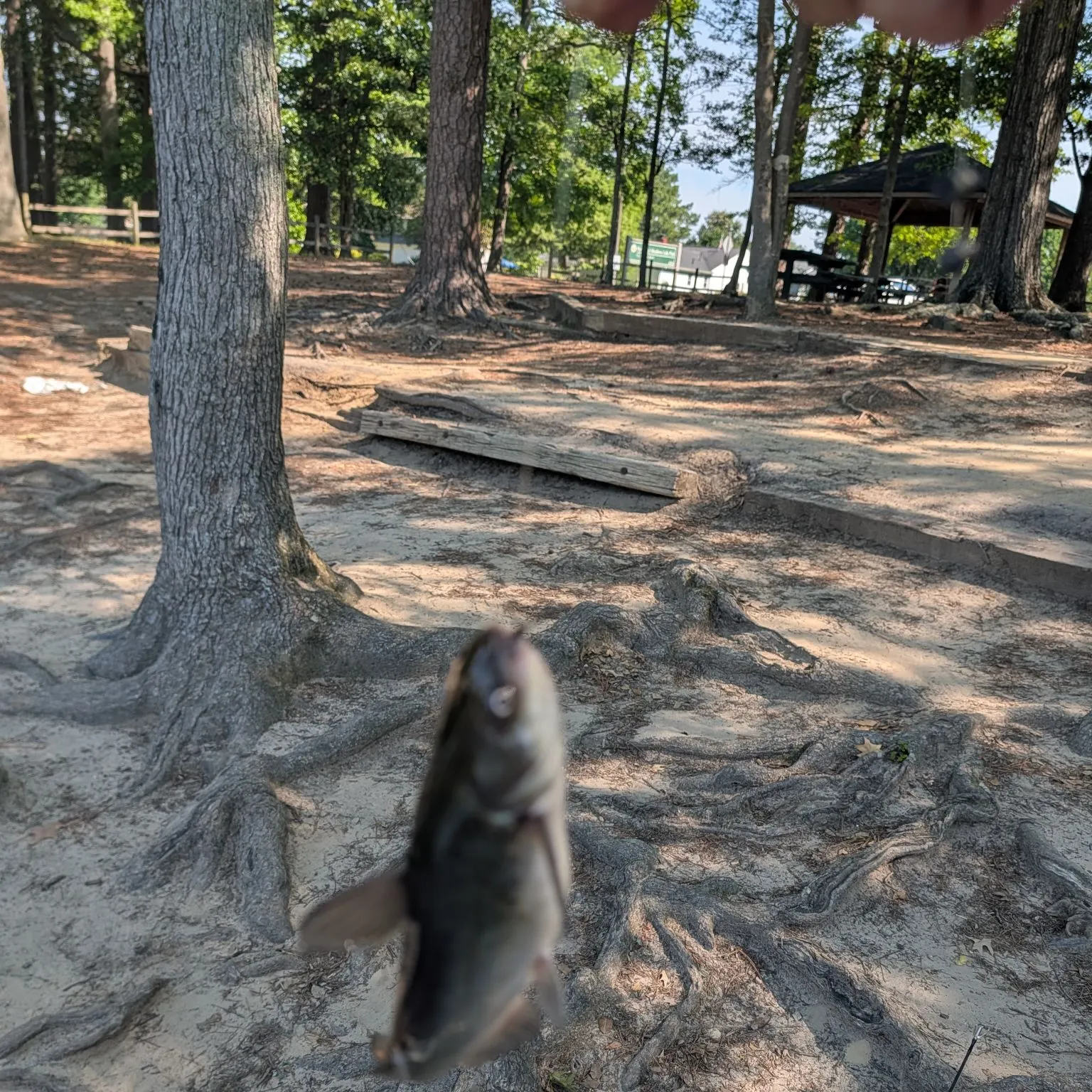 Channel catfish caught on Fishbrain