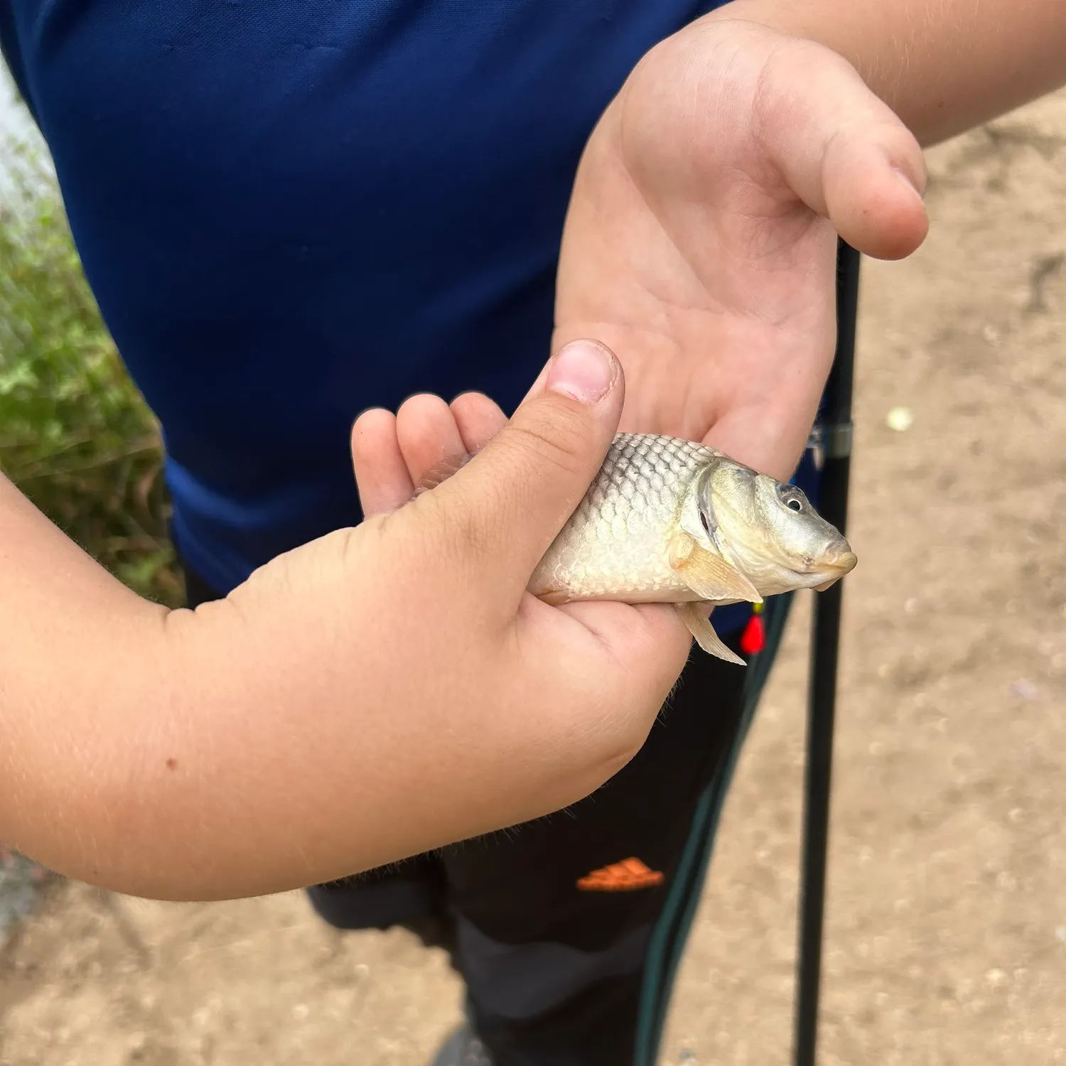 Common carp caught on Fishbrain
