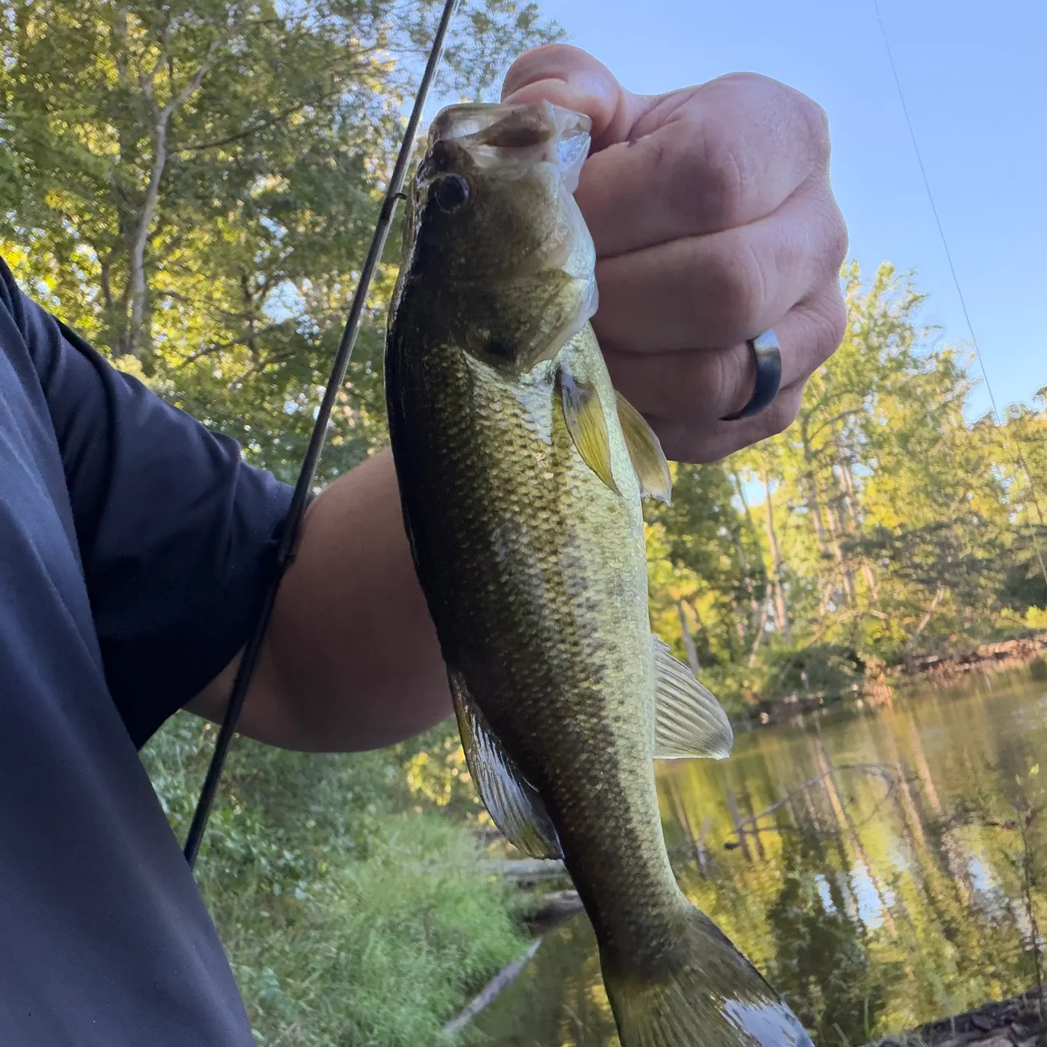 Largemouth bass caught on Fishbrain