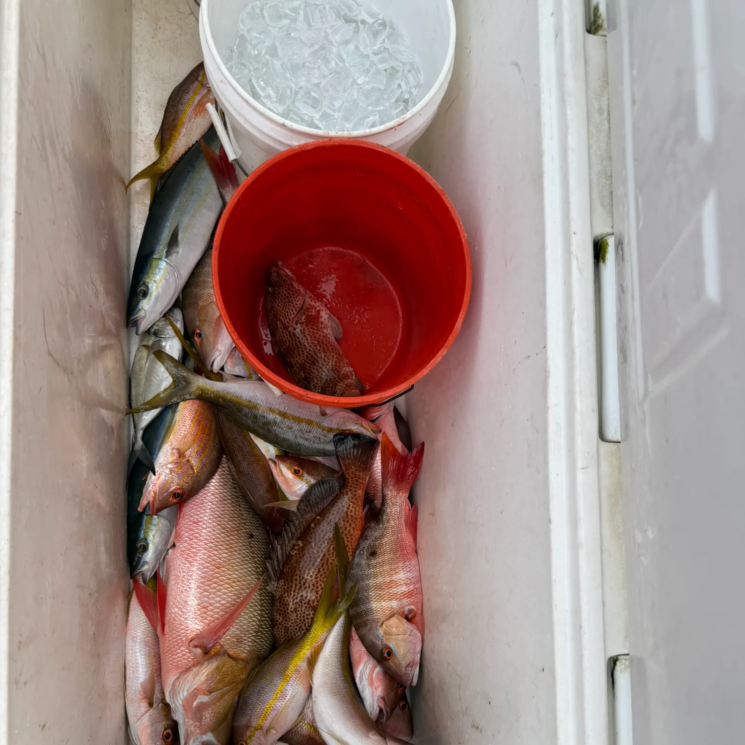 The most recent Speckled hind catches on Fishbrain