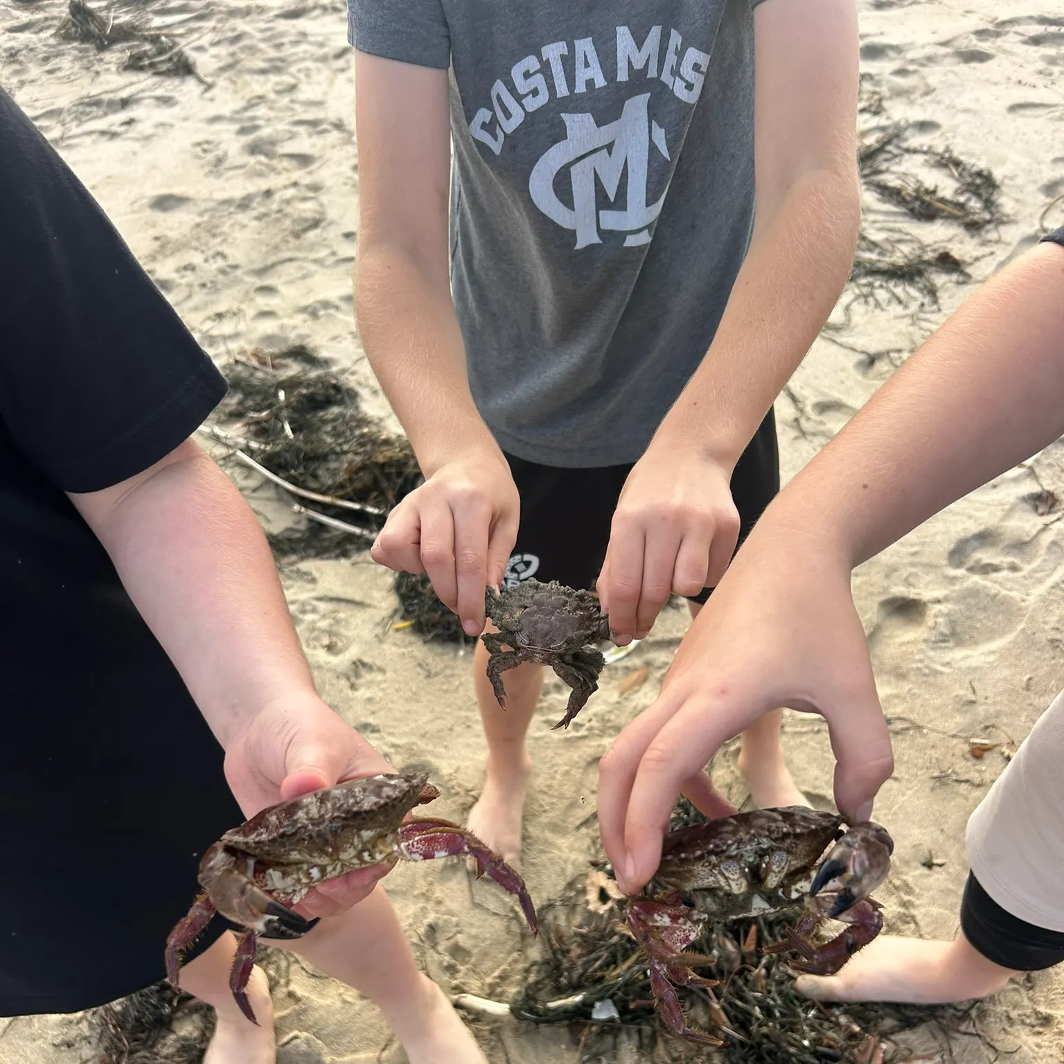 The most recent Dungeness crab catches on Fishbrain