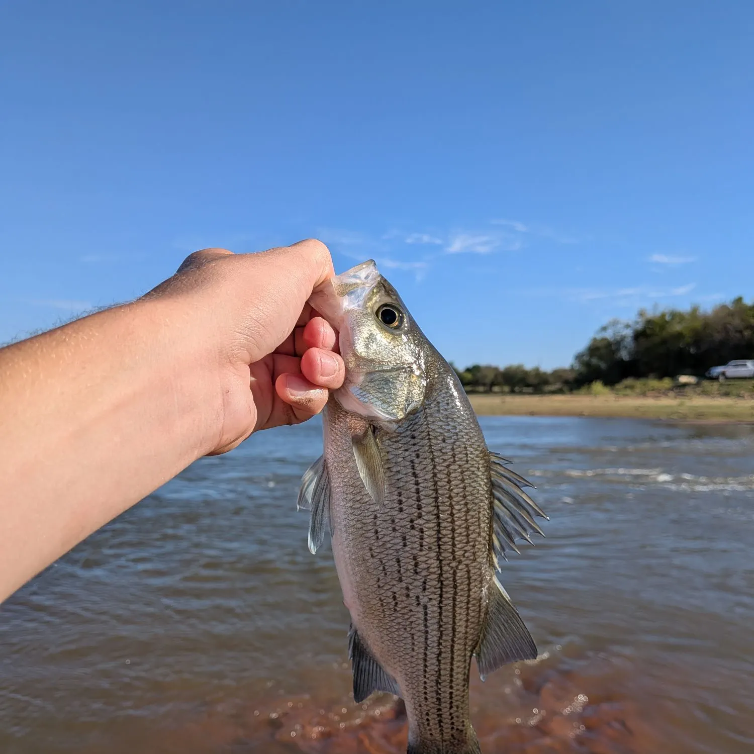 White bass caught on Fishbrain