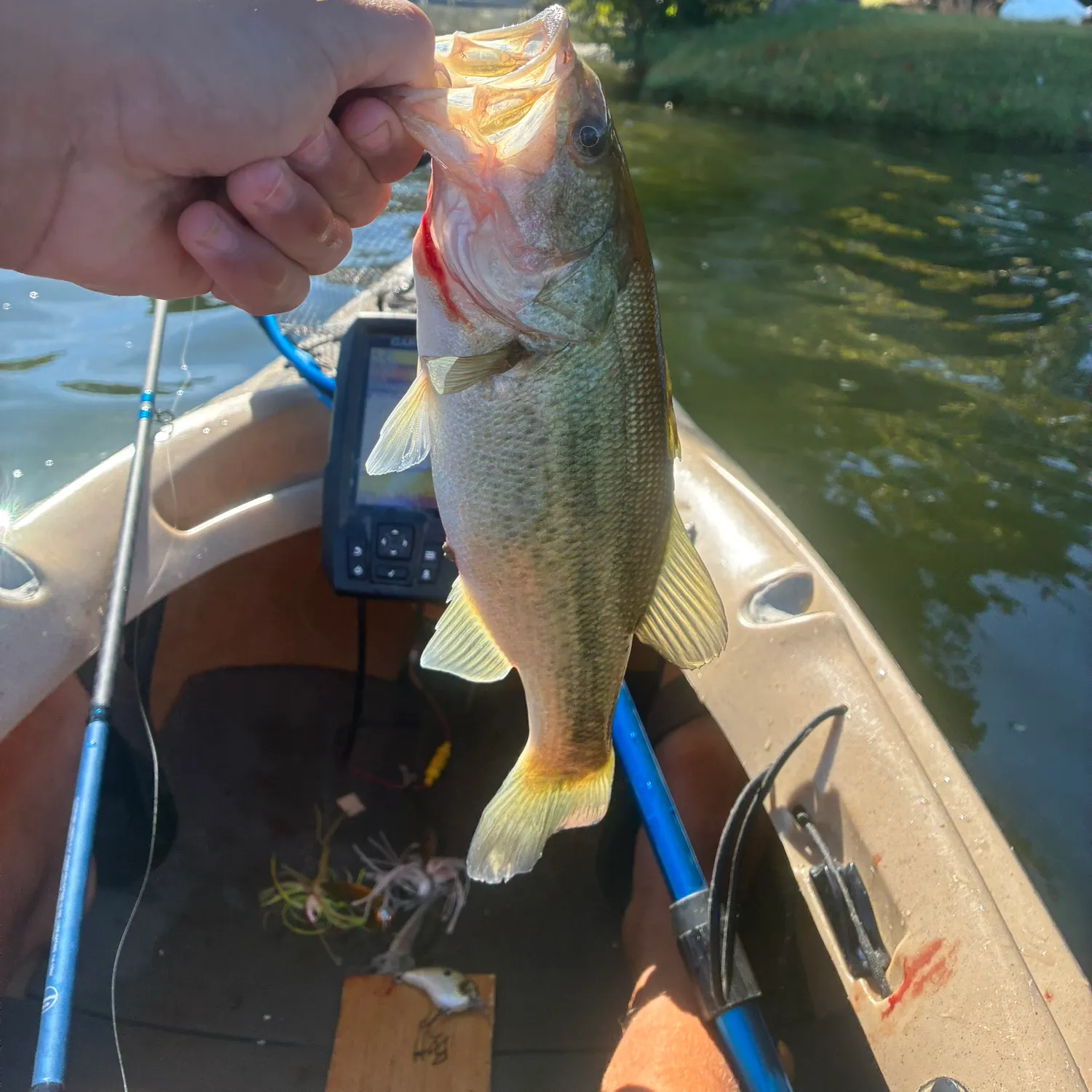 Largemouth bass caught on Fishbrain