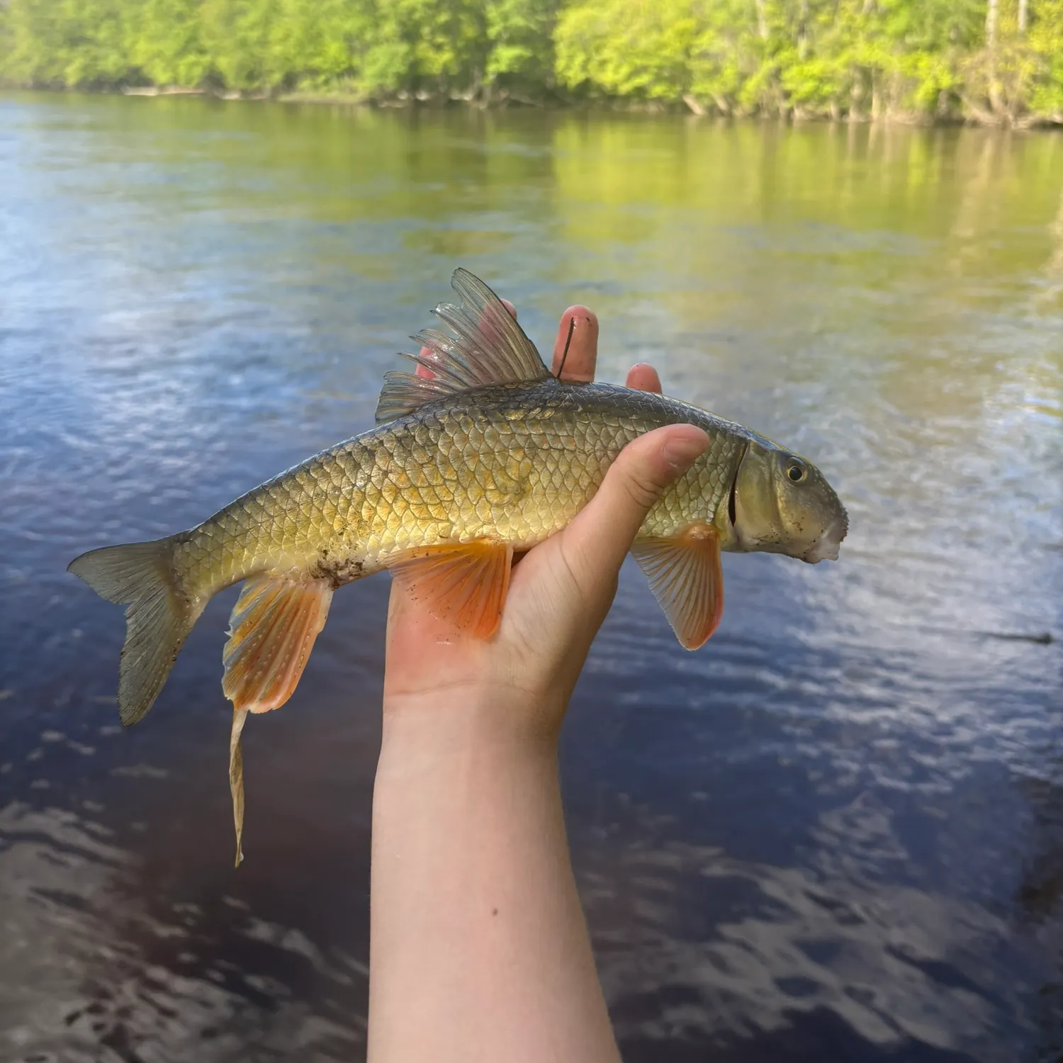The most recent Golden redhorse catches on Fishbrain
