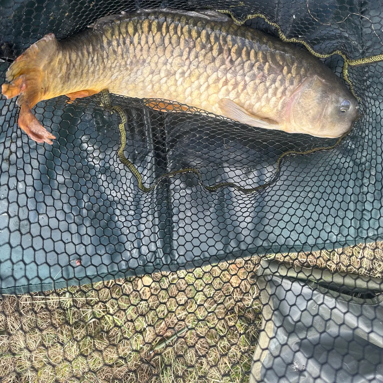 Common carp caught on Fishbrain