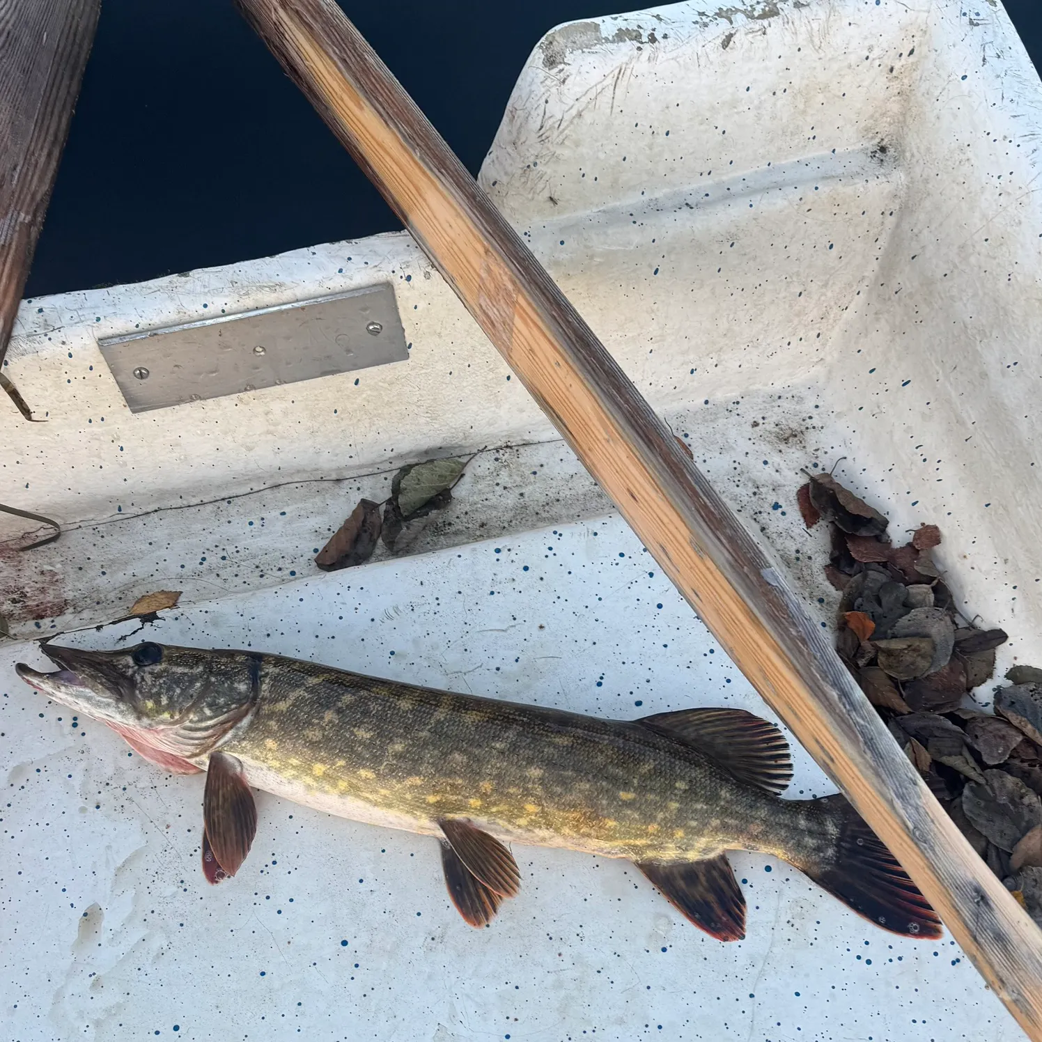 Northern pike caught on Fishbrain