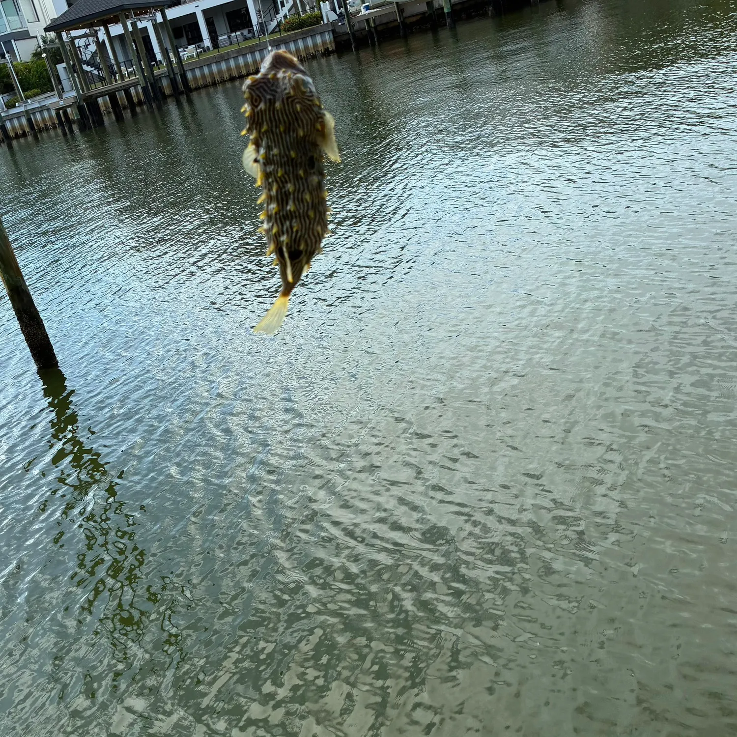The most recent Southern puffer catches on Fishbrain