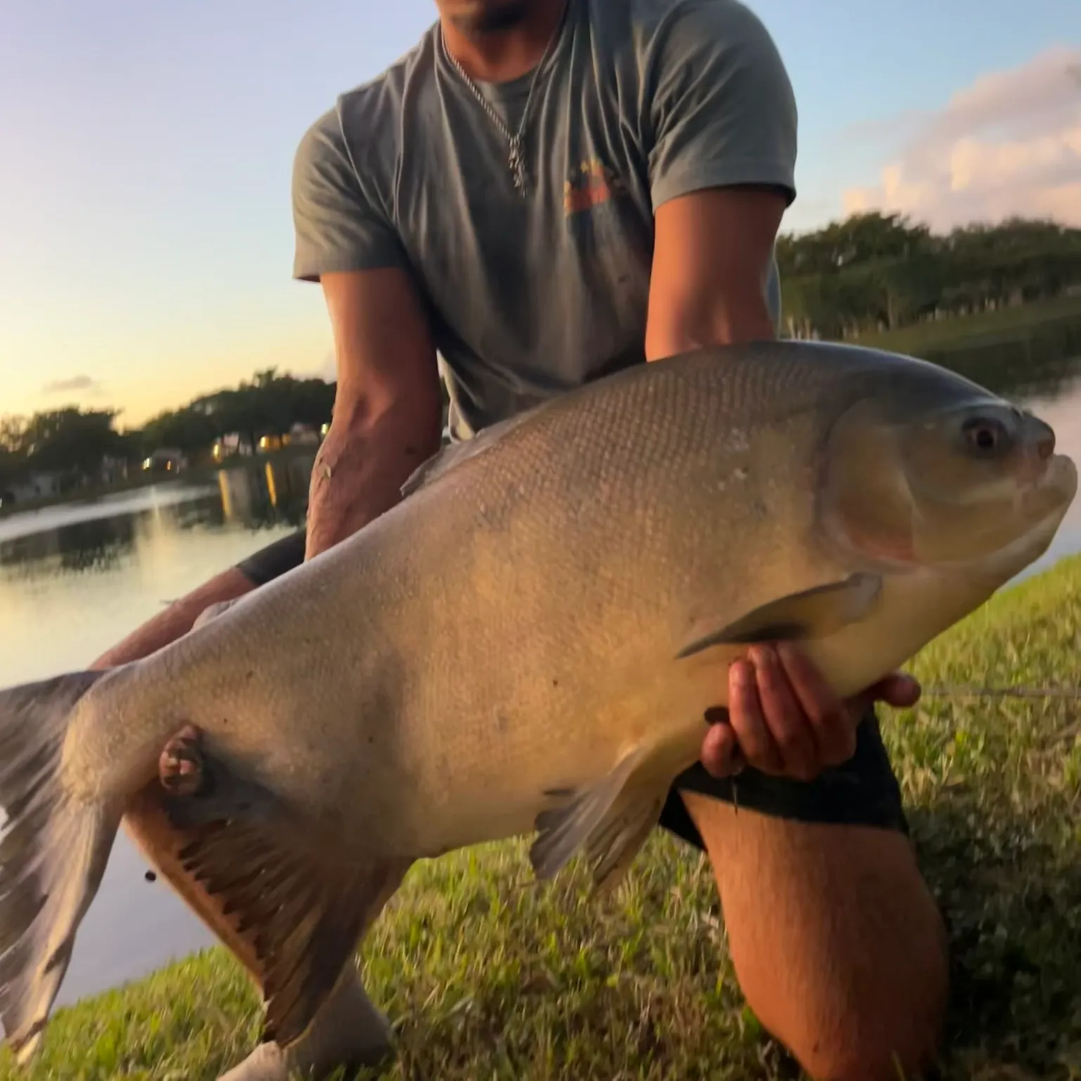 The most recent Red-bellied pacu catches on Fishbrain