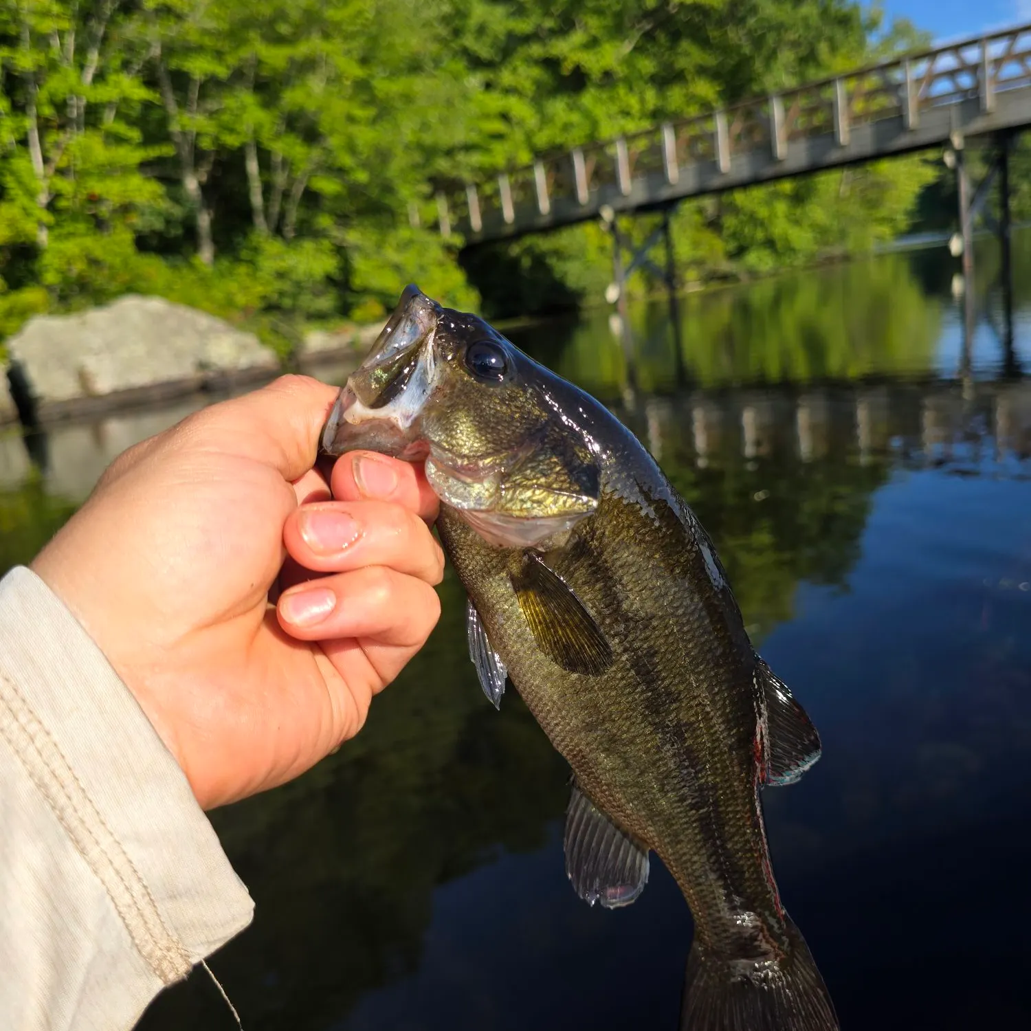 Largemouth bass caught on Fishbrain