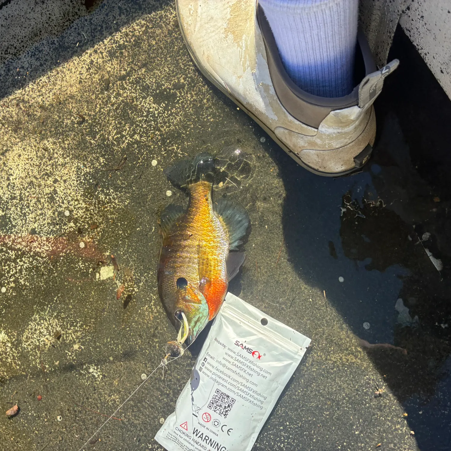 Bluegill caught on Fishbrain