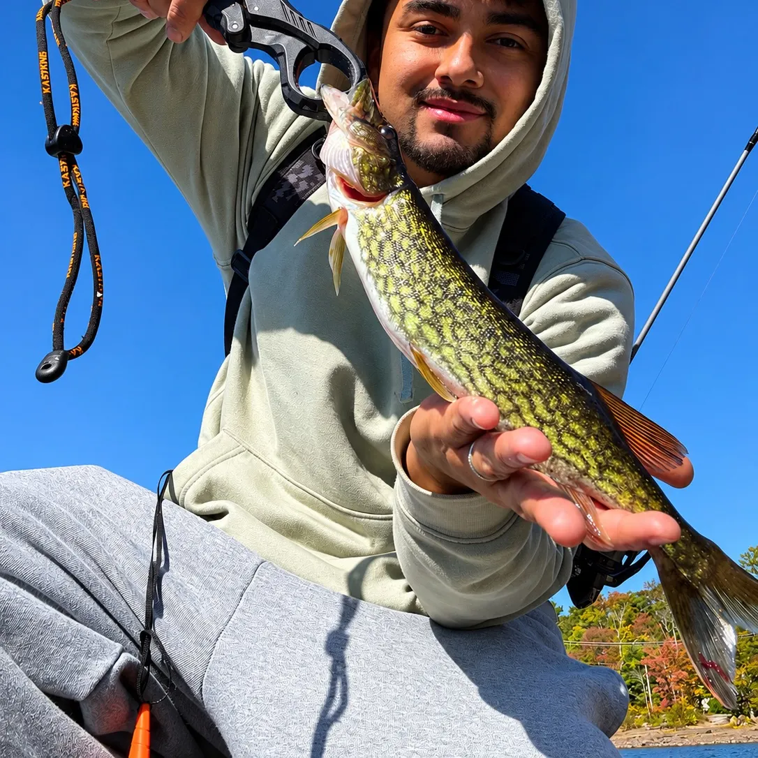 Chain pickerel caught on Fishbrain